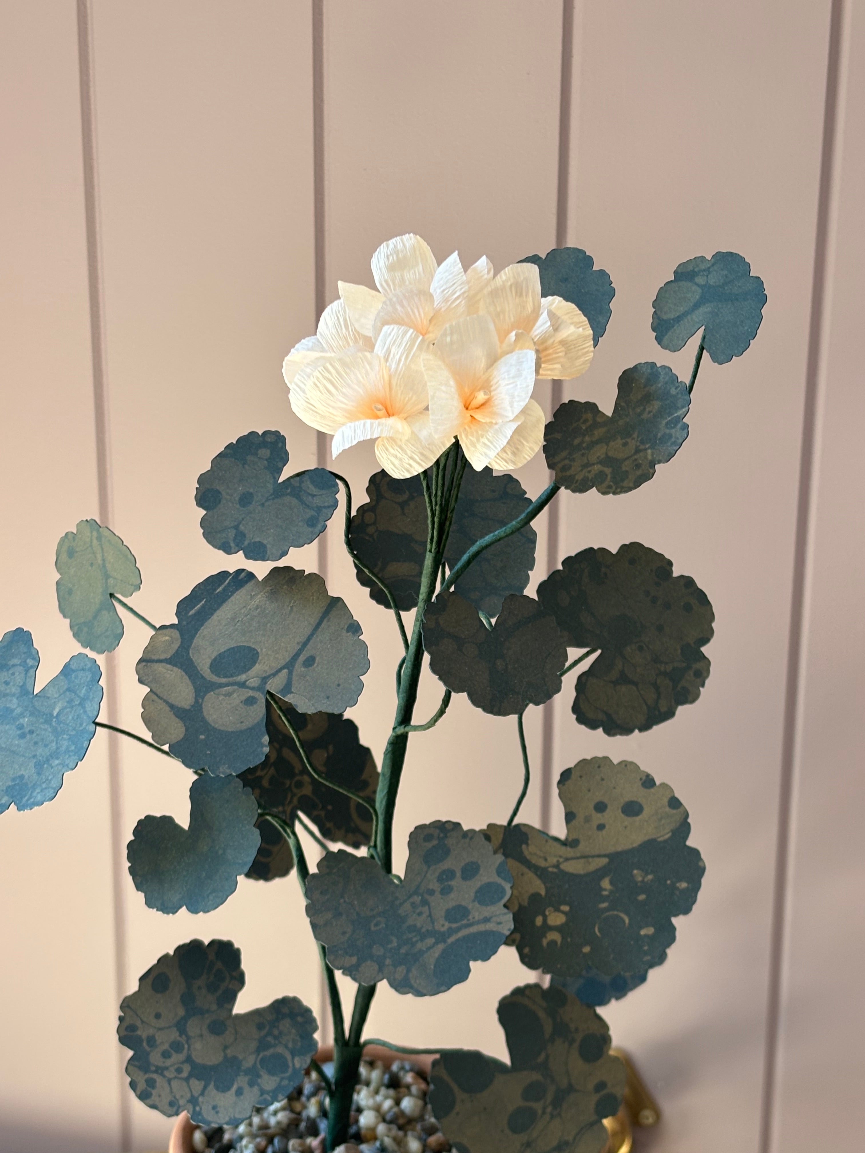 Paper geranium