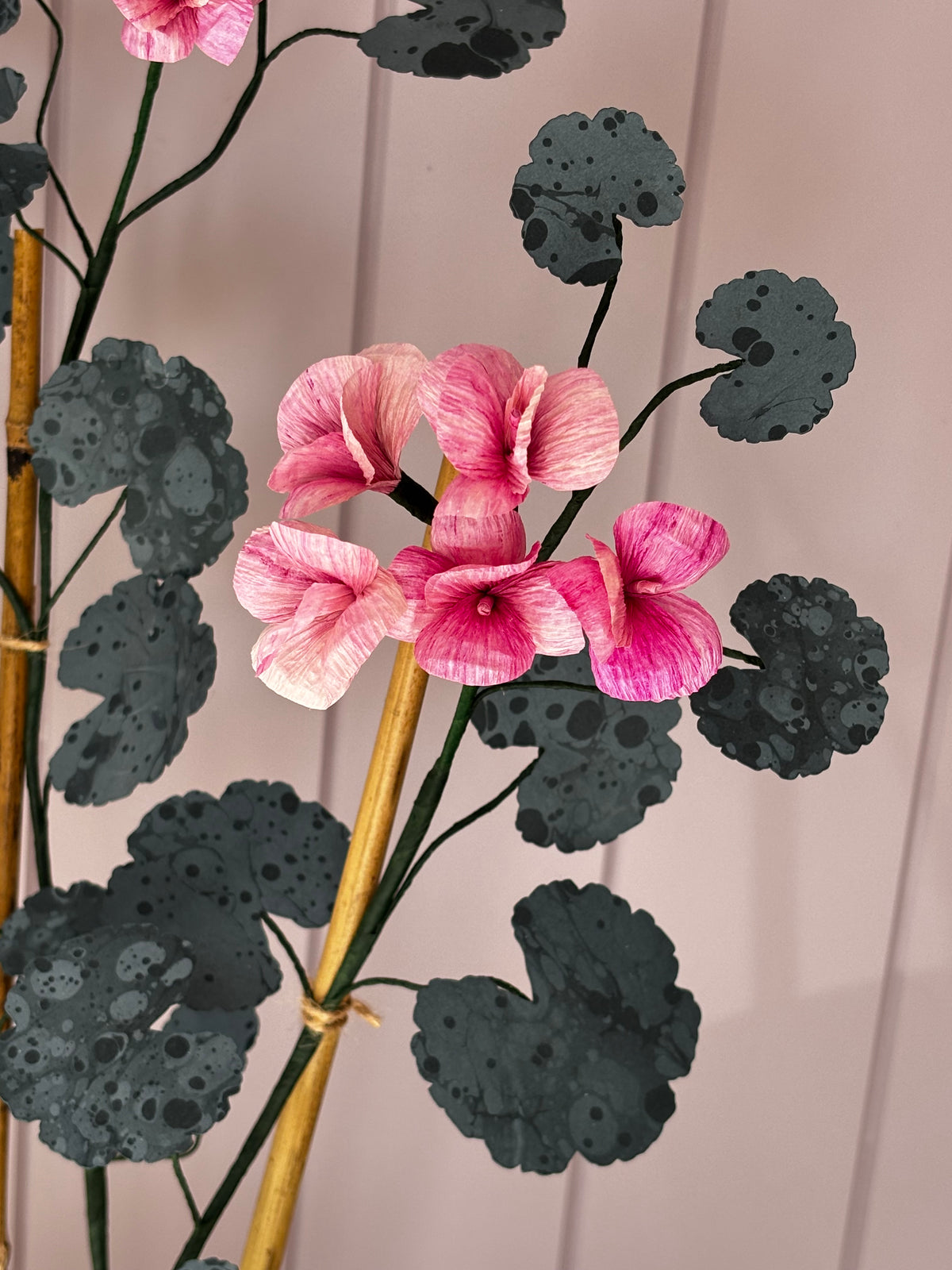 Paper geranium