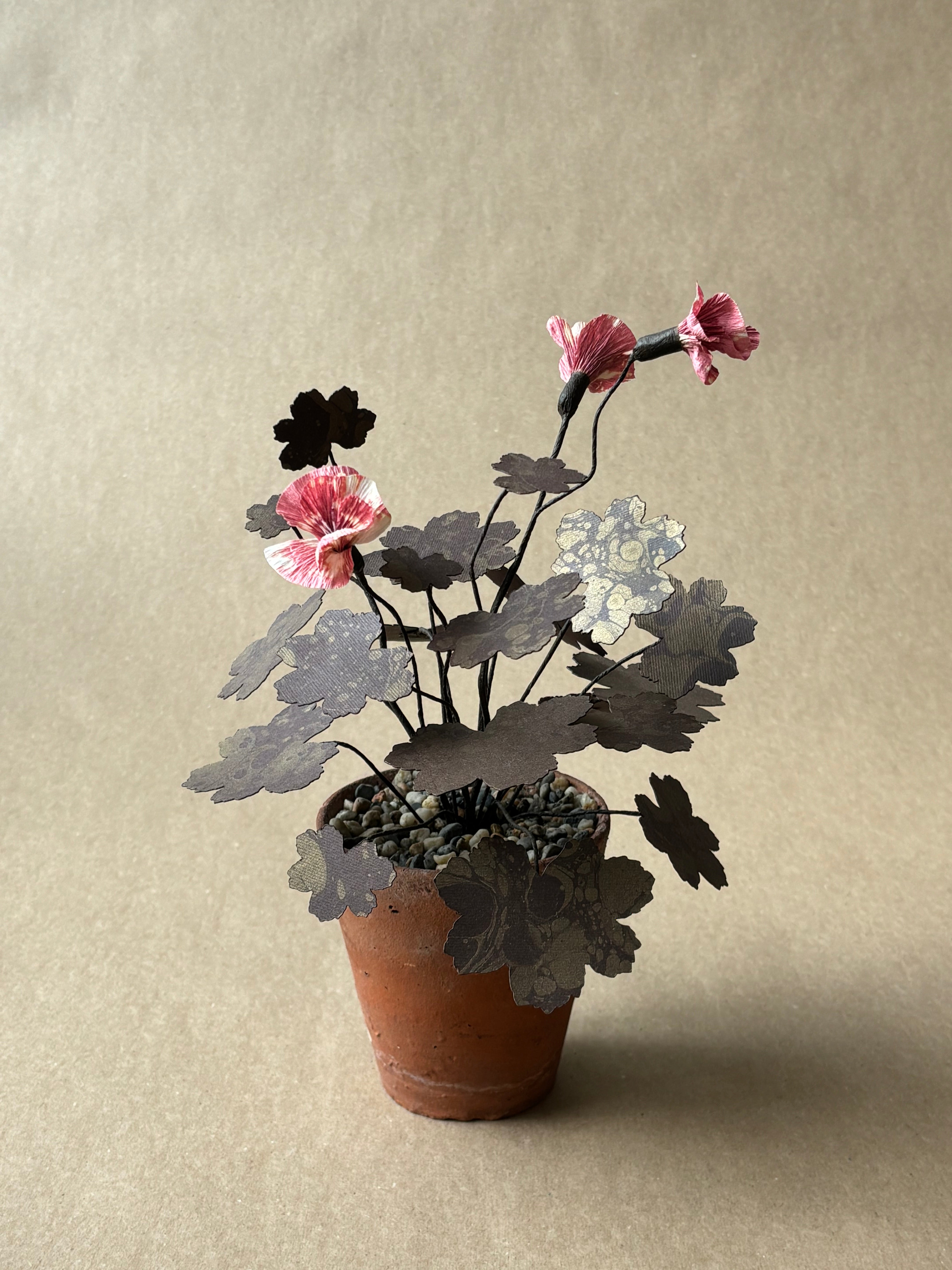 Geranium, Hardy small