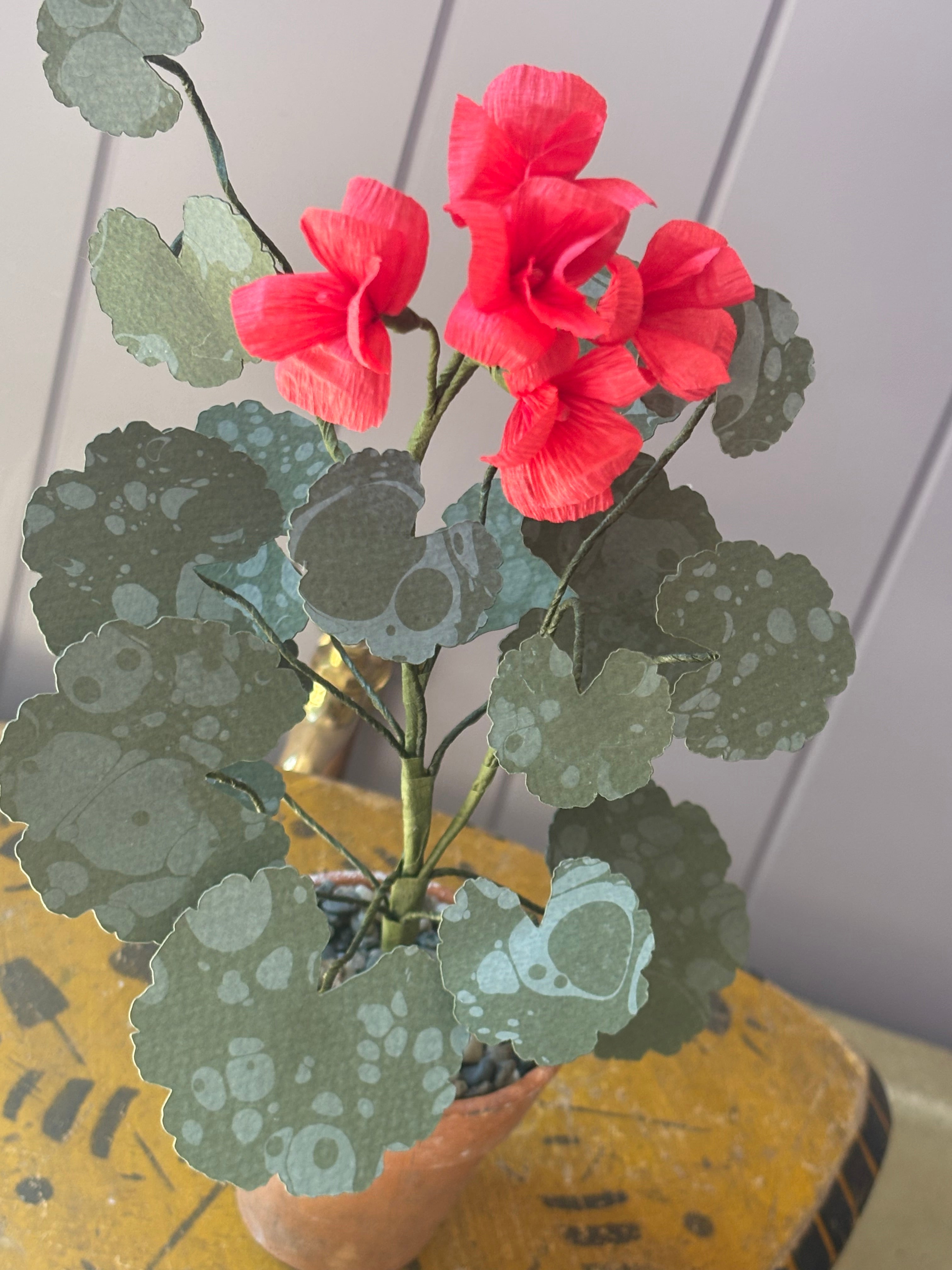 Paper geranium