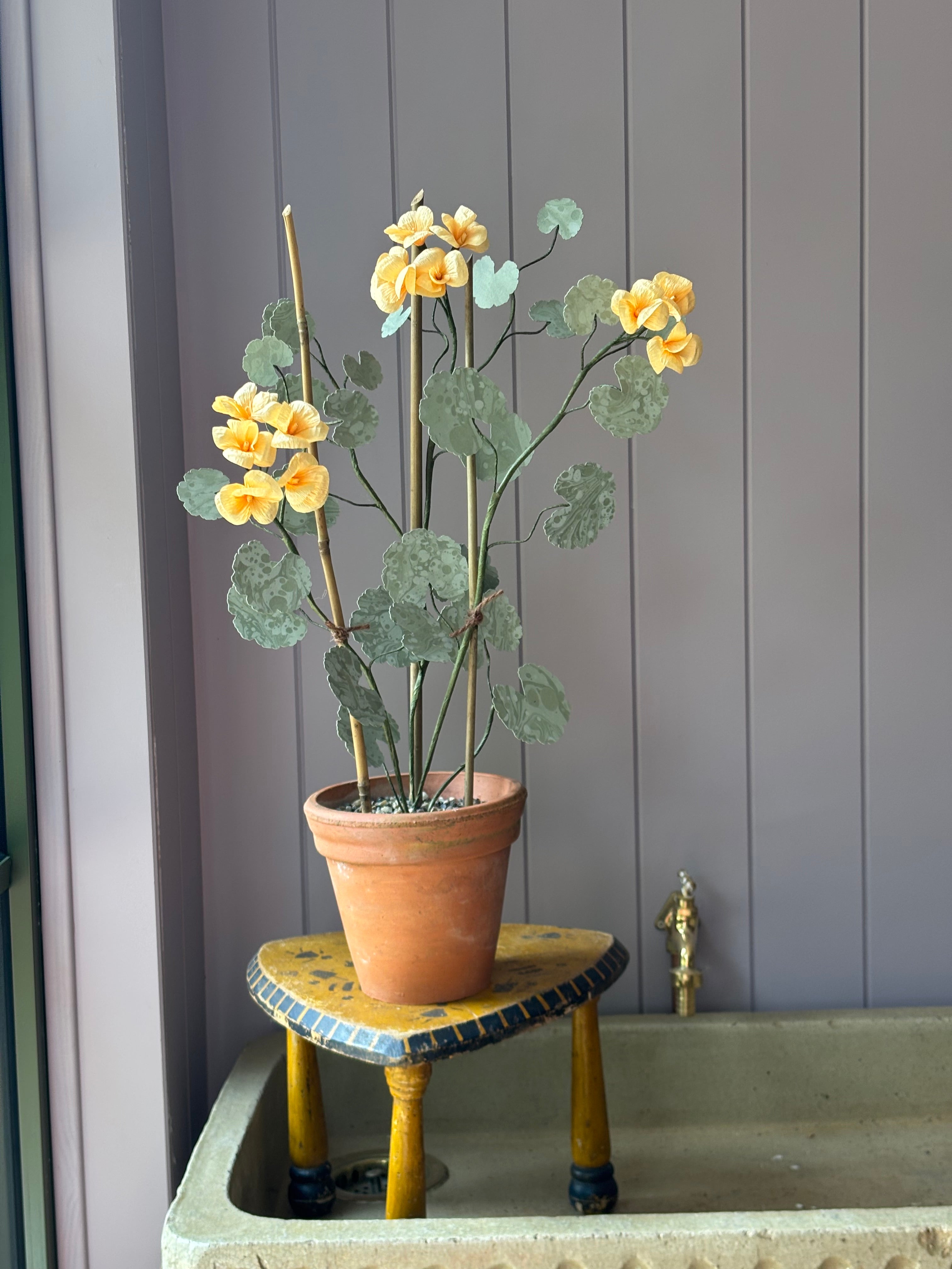 Paper geranium