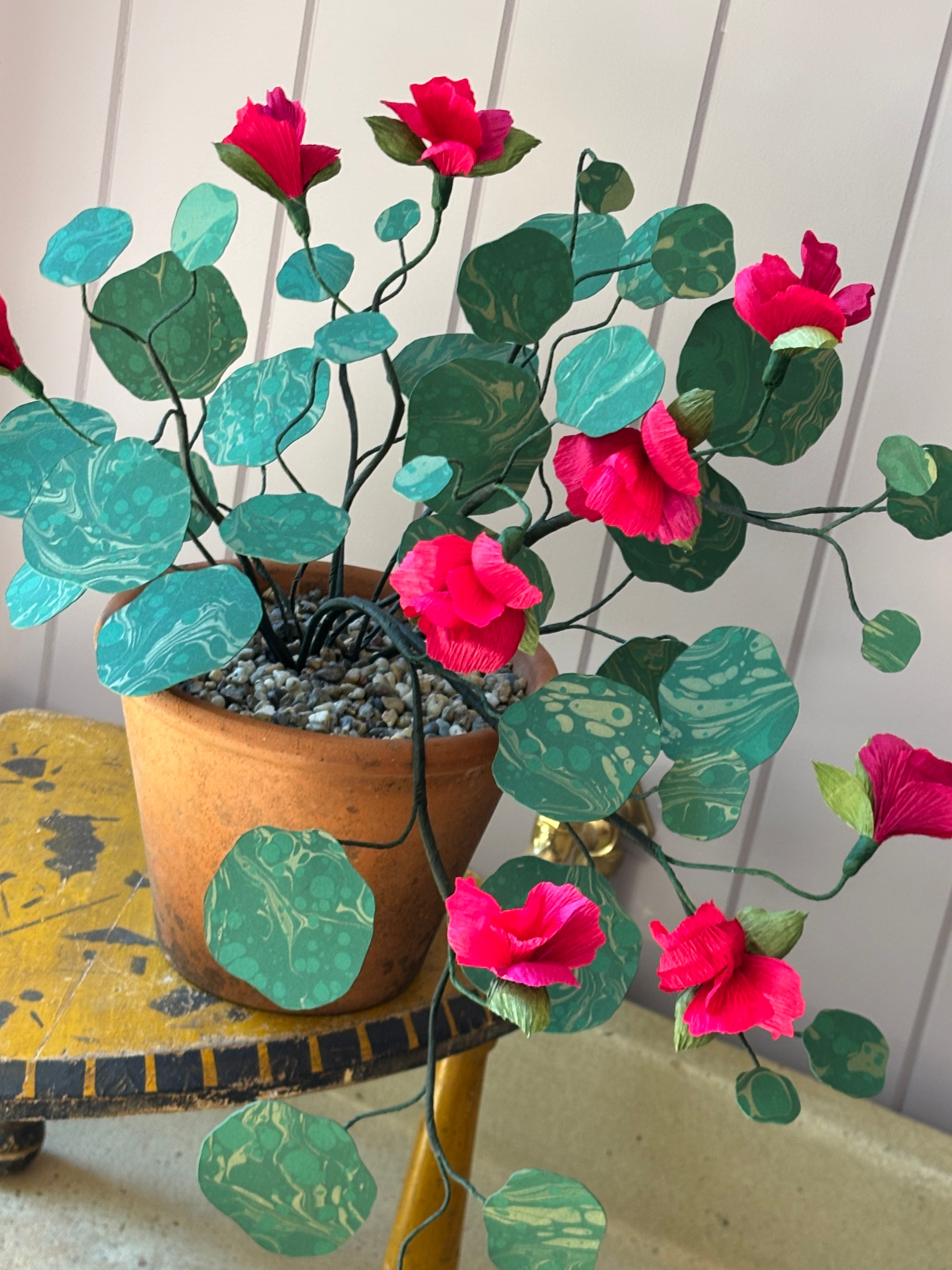 Paper Nasturtium, trailing