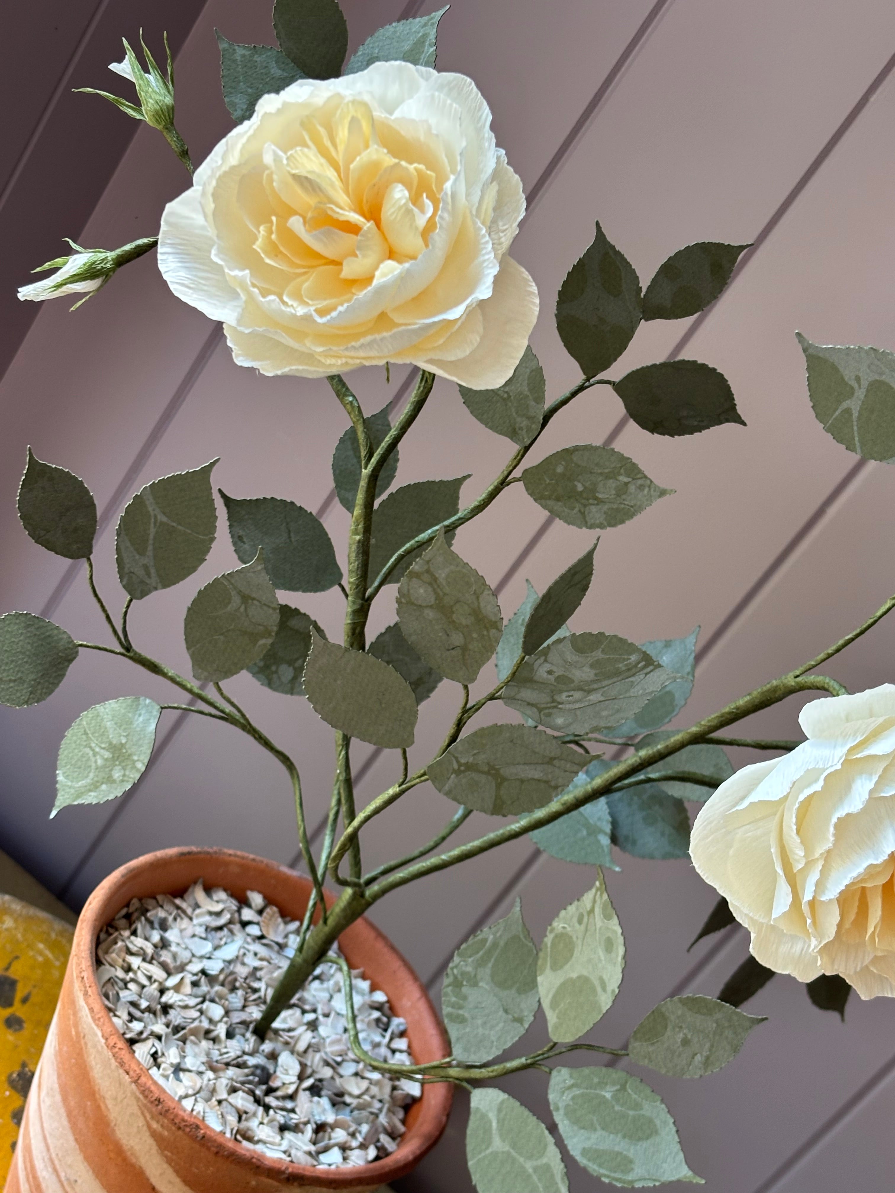 Paper Shrub Rose