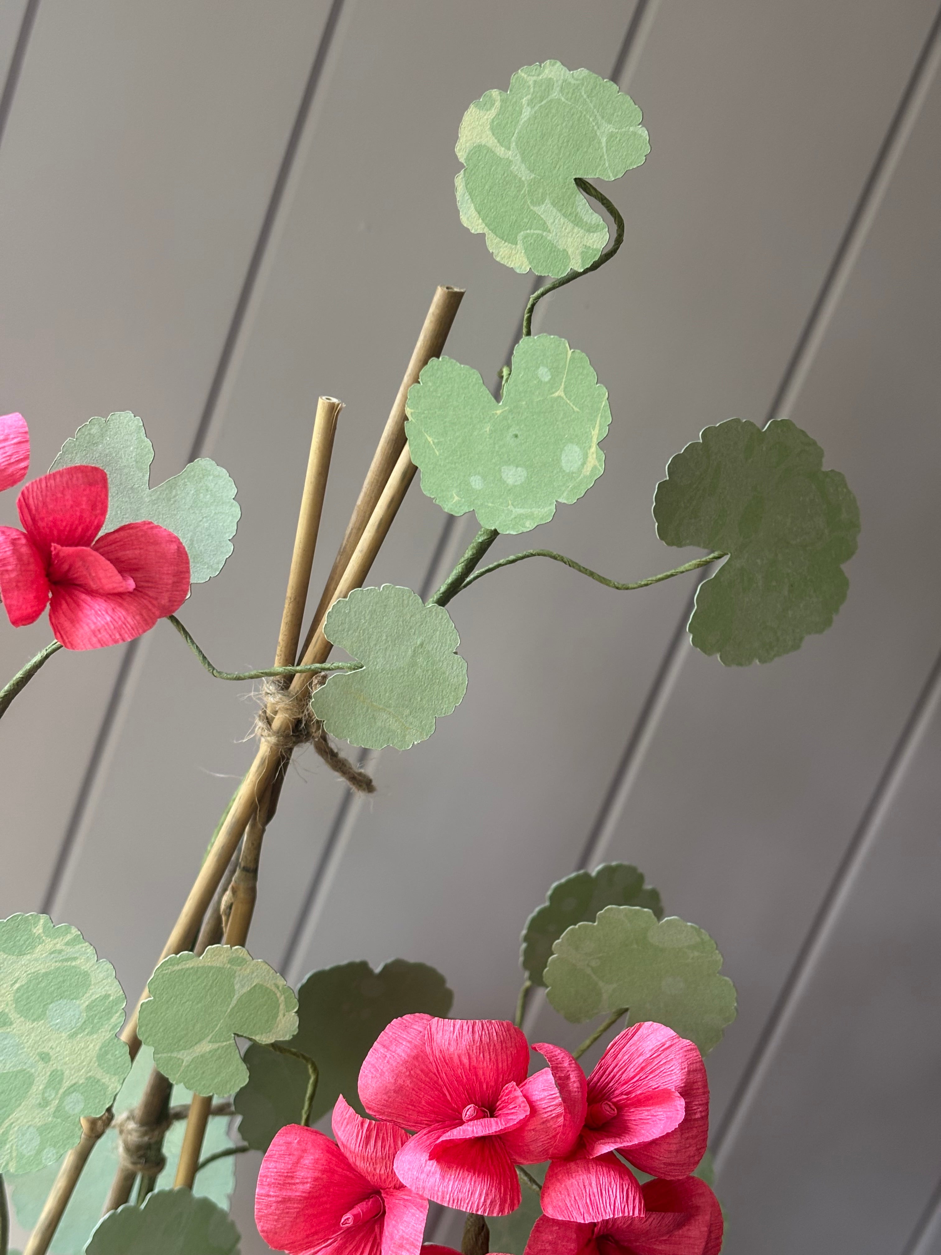 Paper geranium