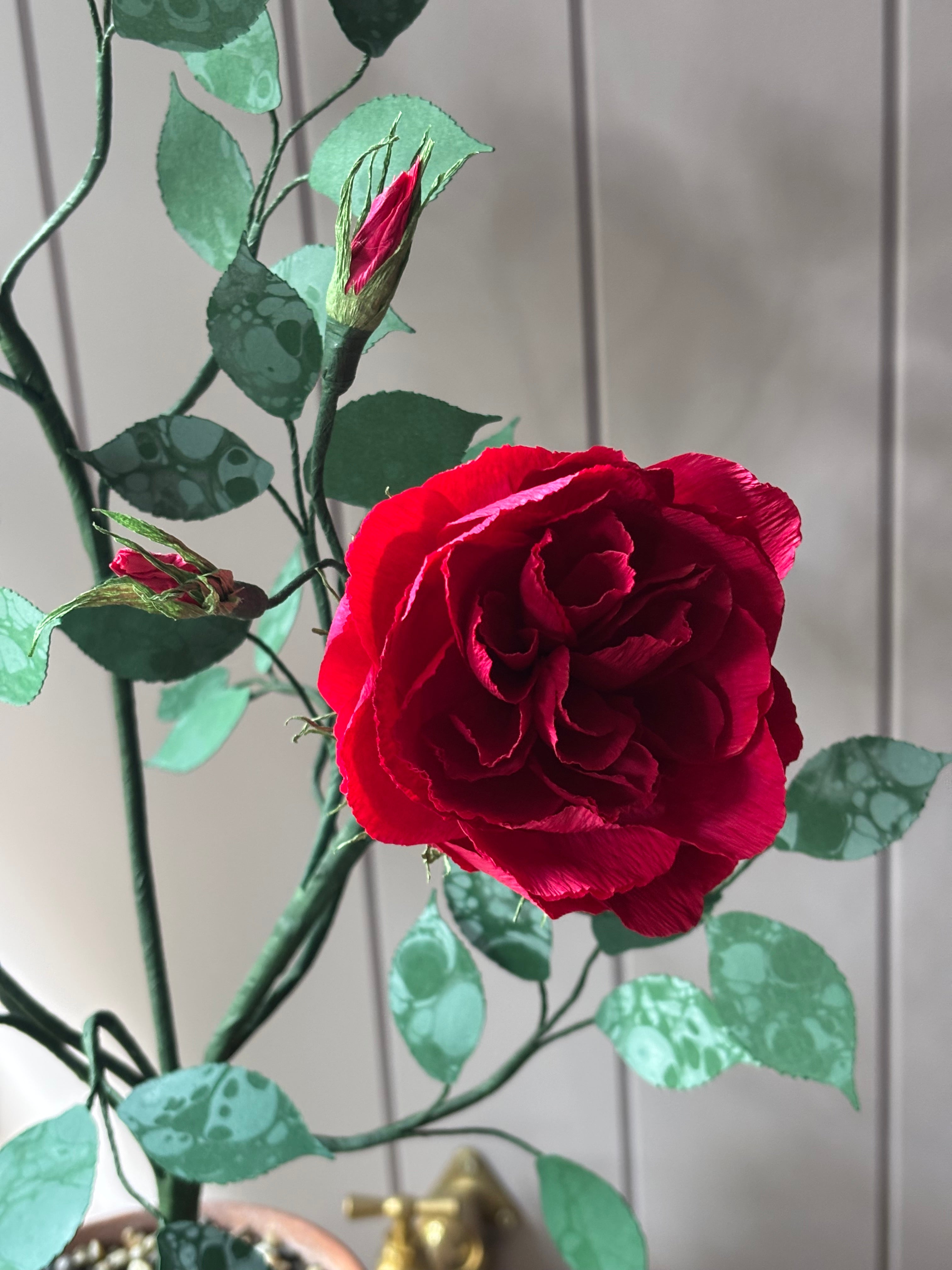 Paper Shrub Rose