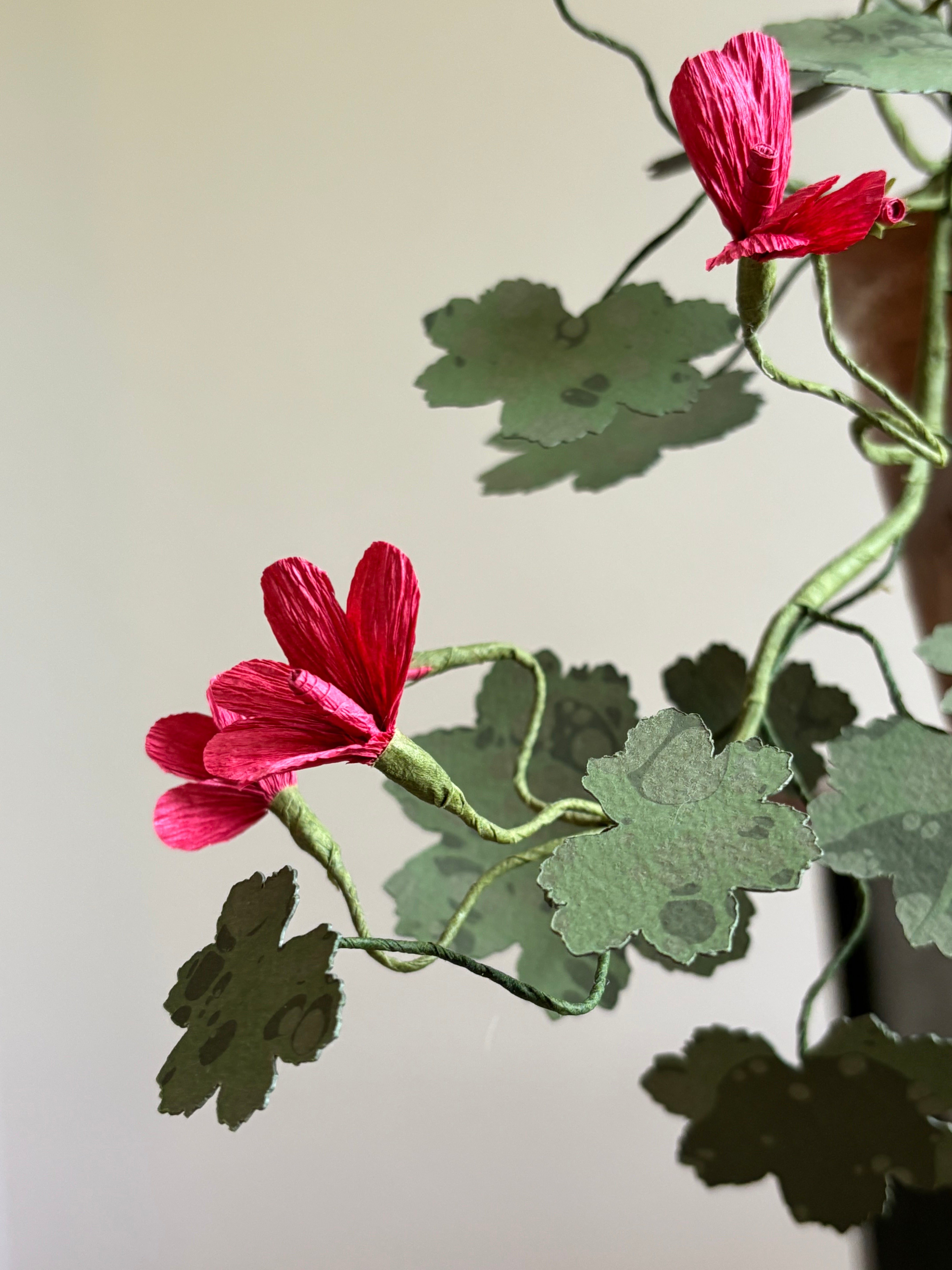 Paper Geranium, trailing