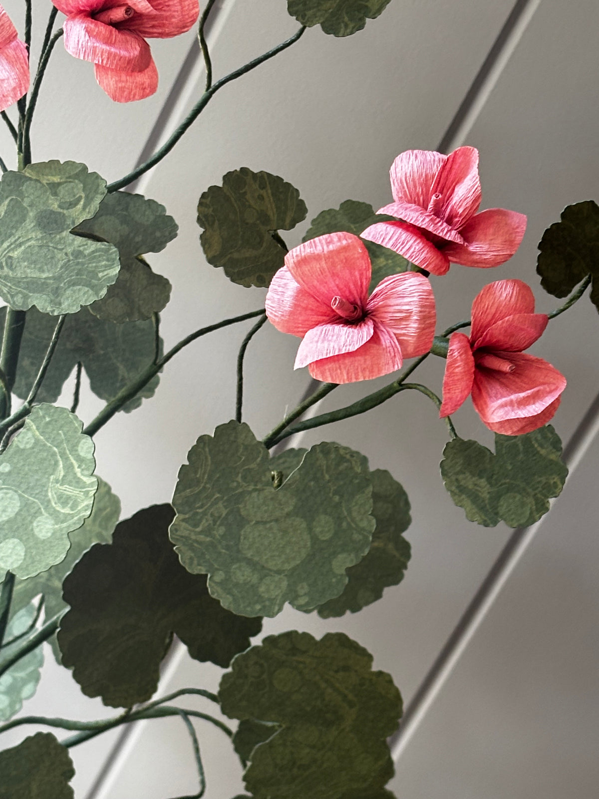 Paper geranium