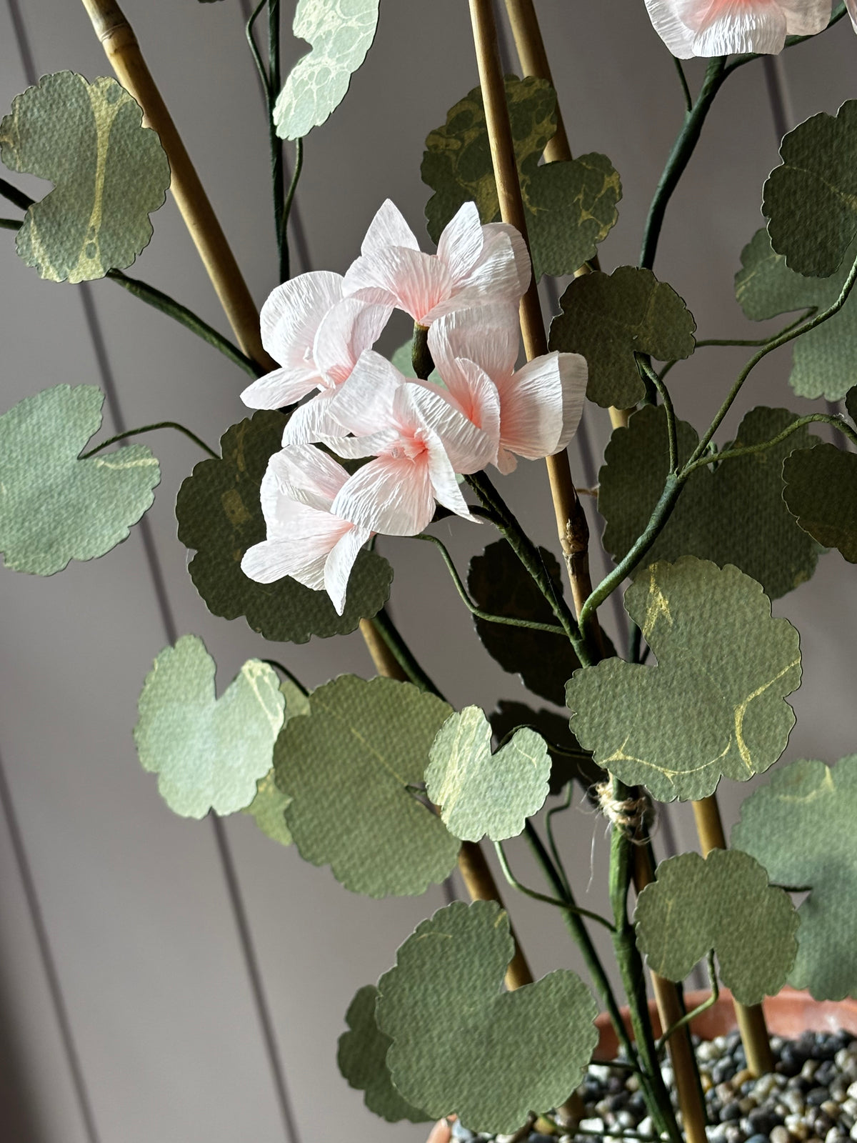 Paper geranium