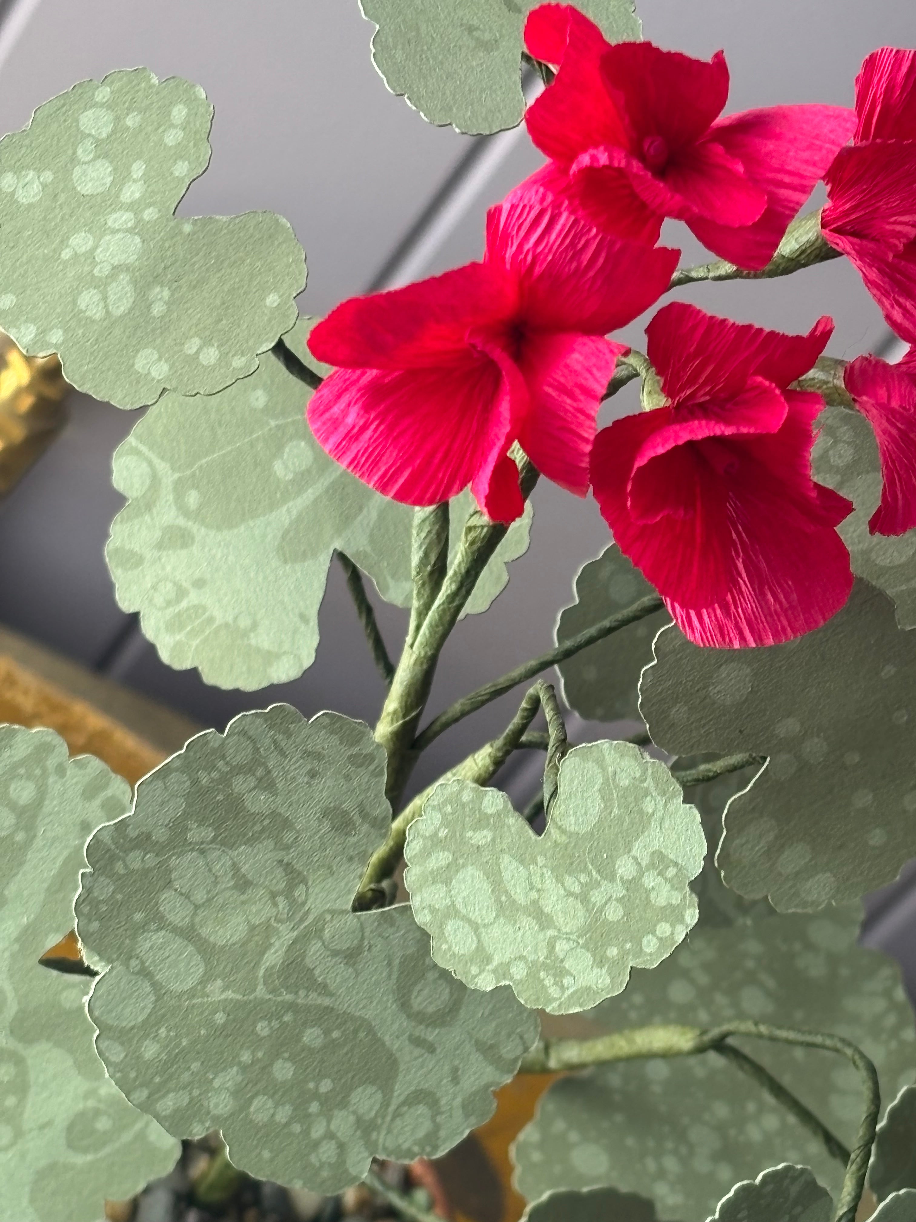 Paper geranium