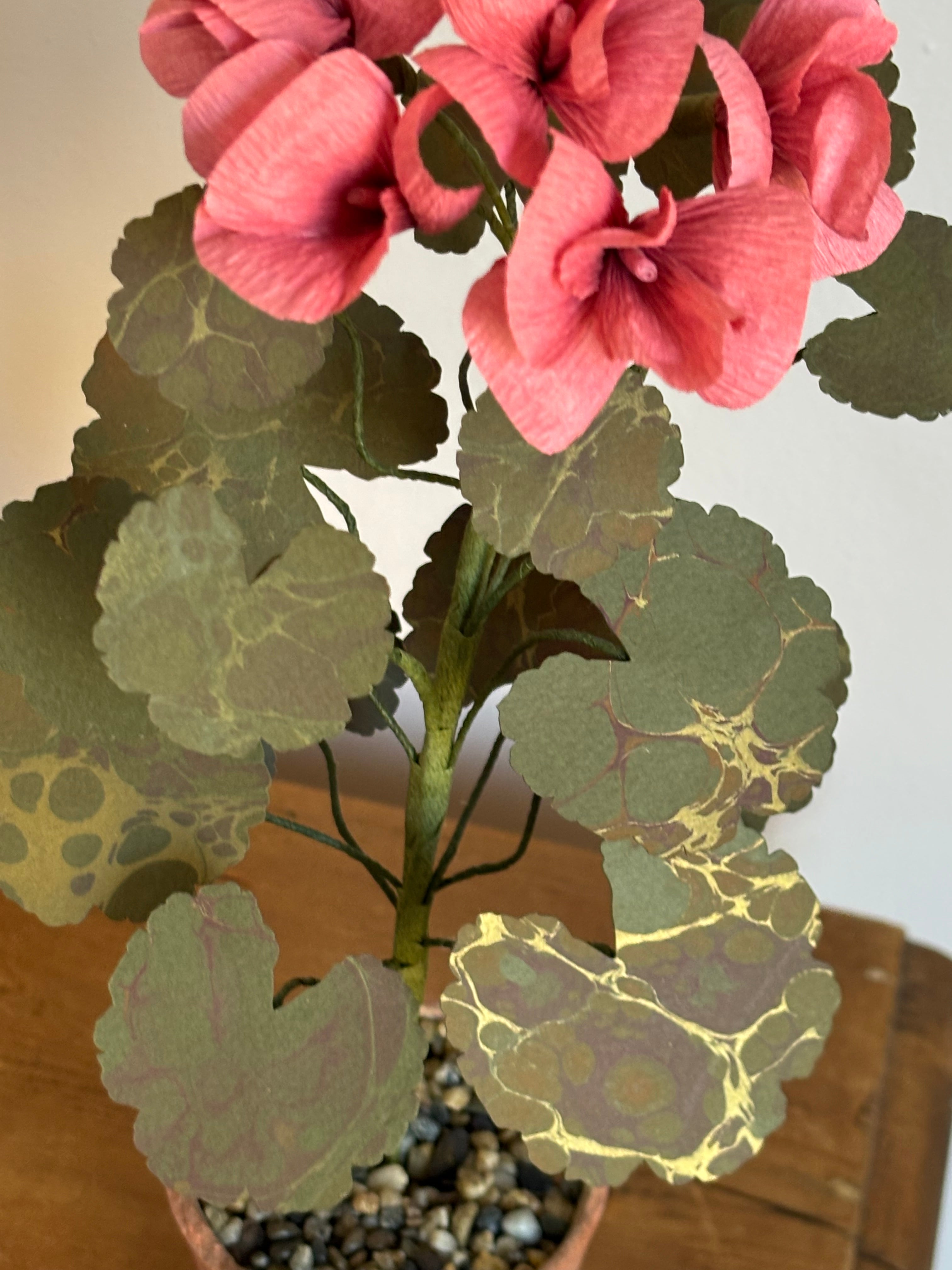 Paper Geranium