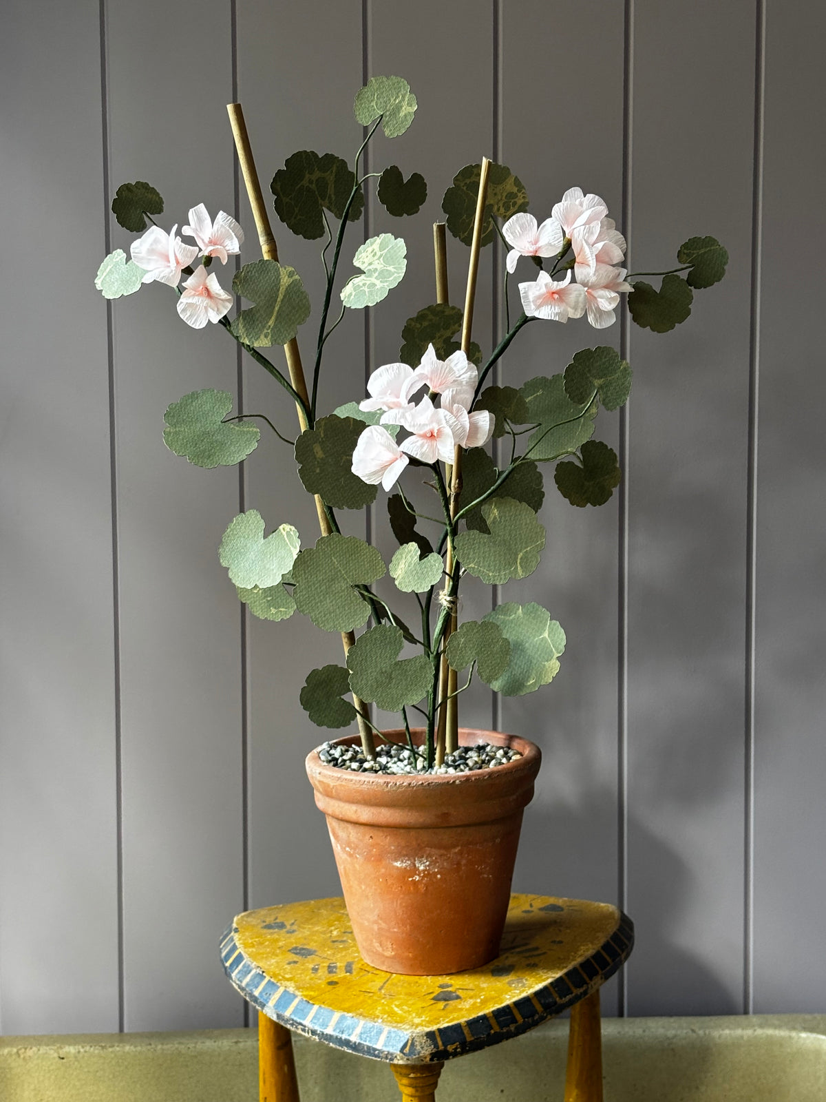 Paper geranium