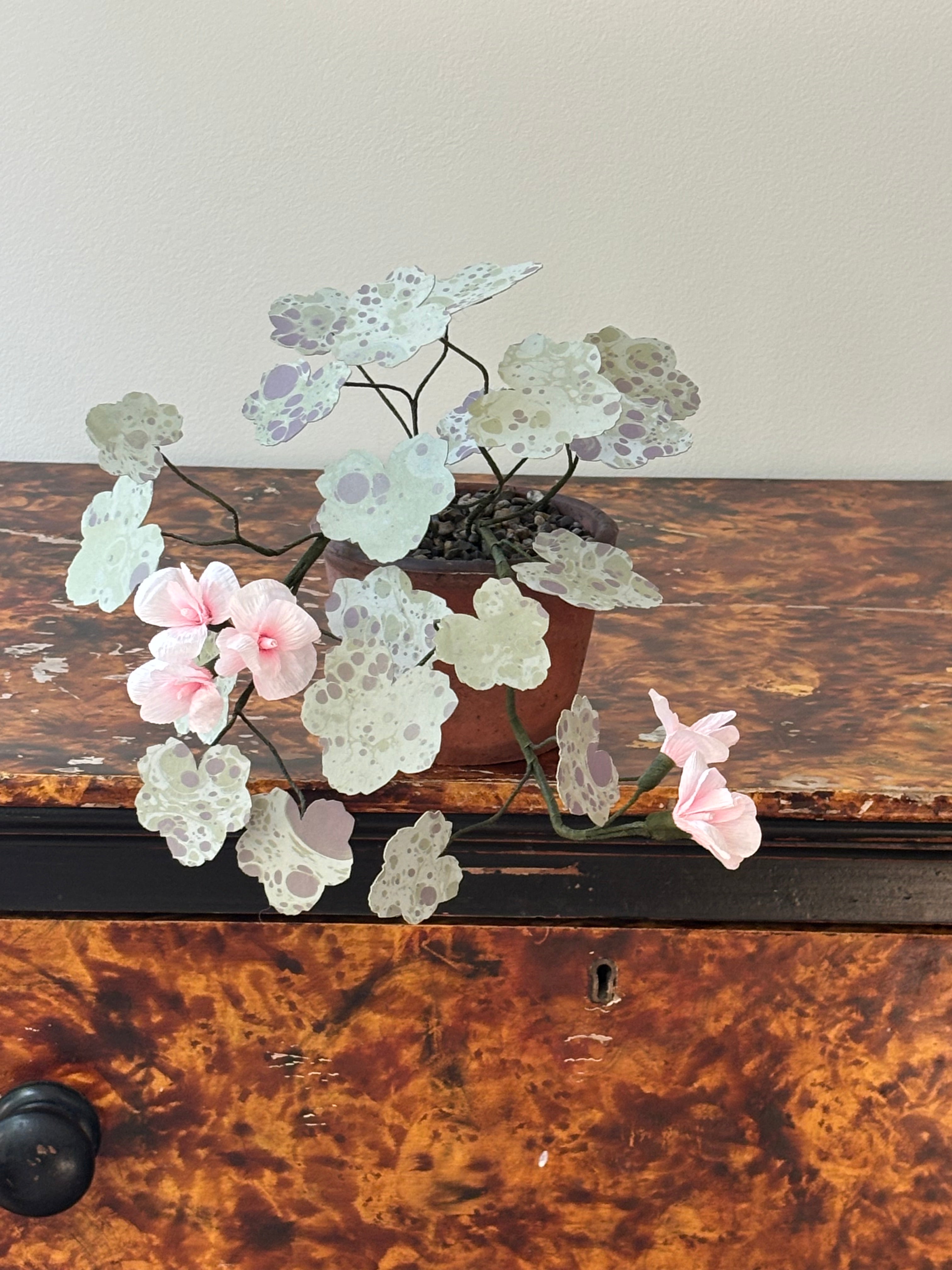 Paper Geranium, trailing