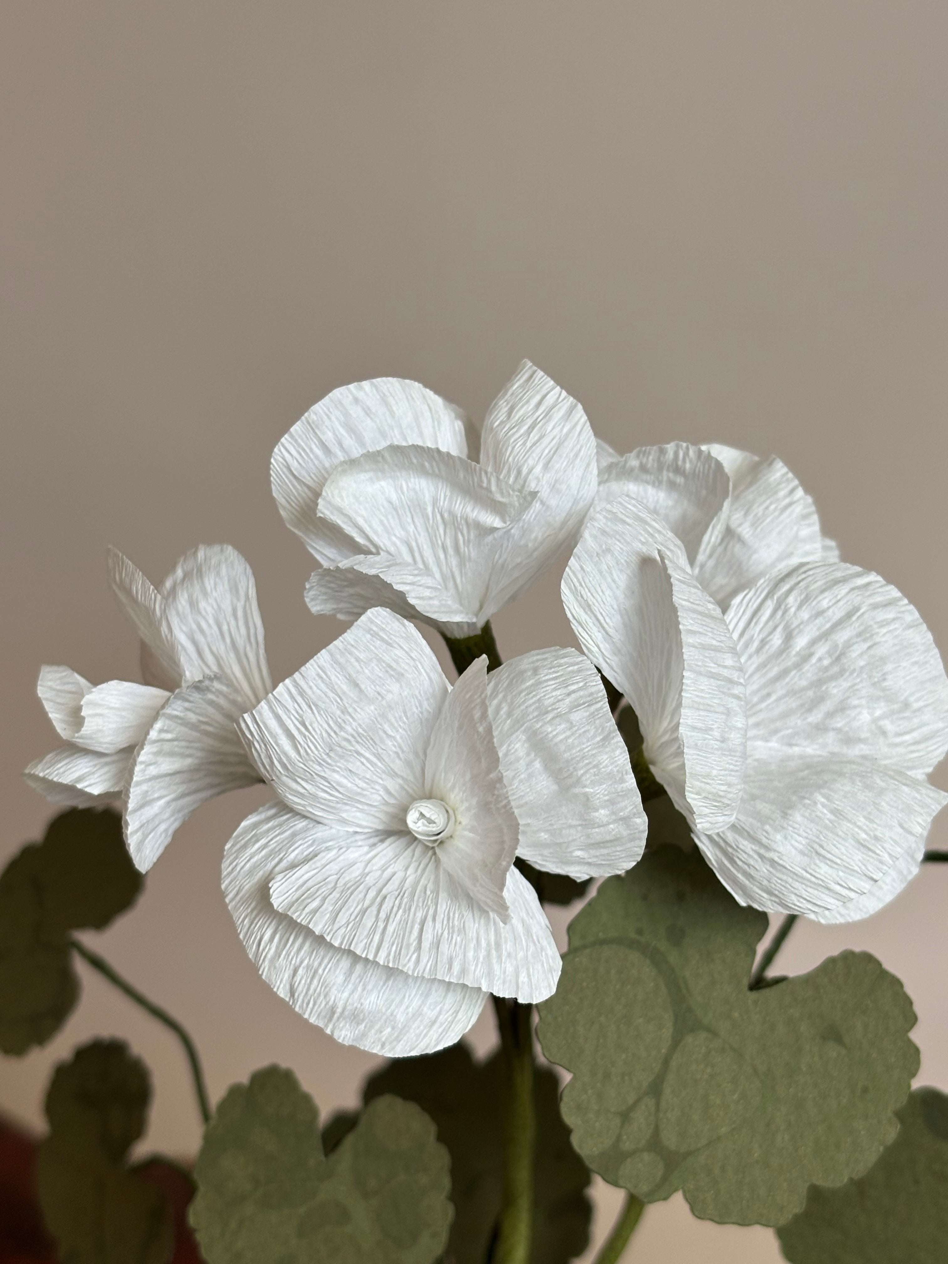 Paper Geranium