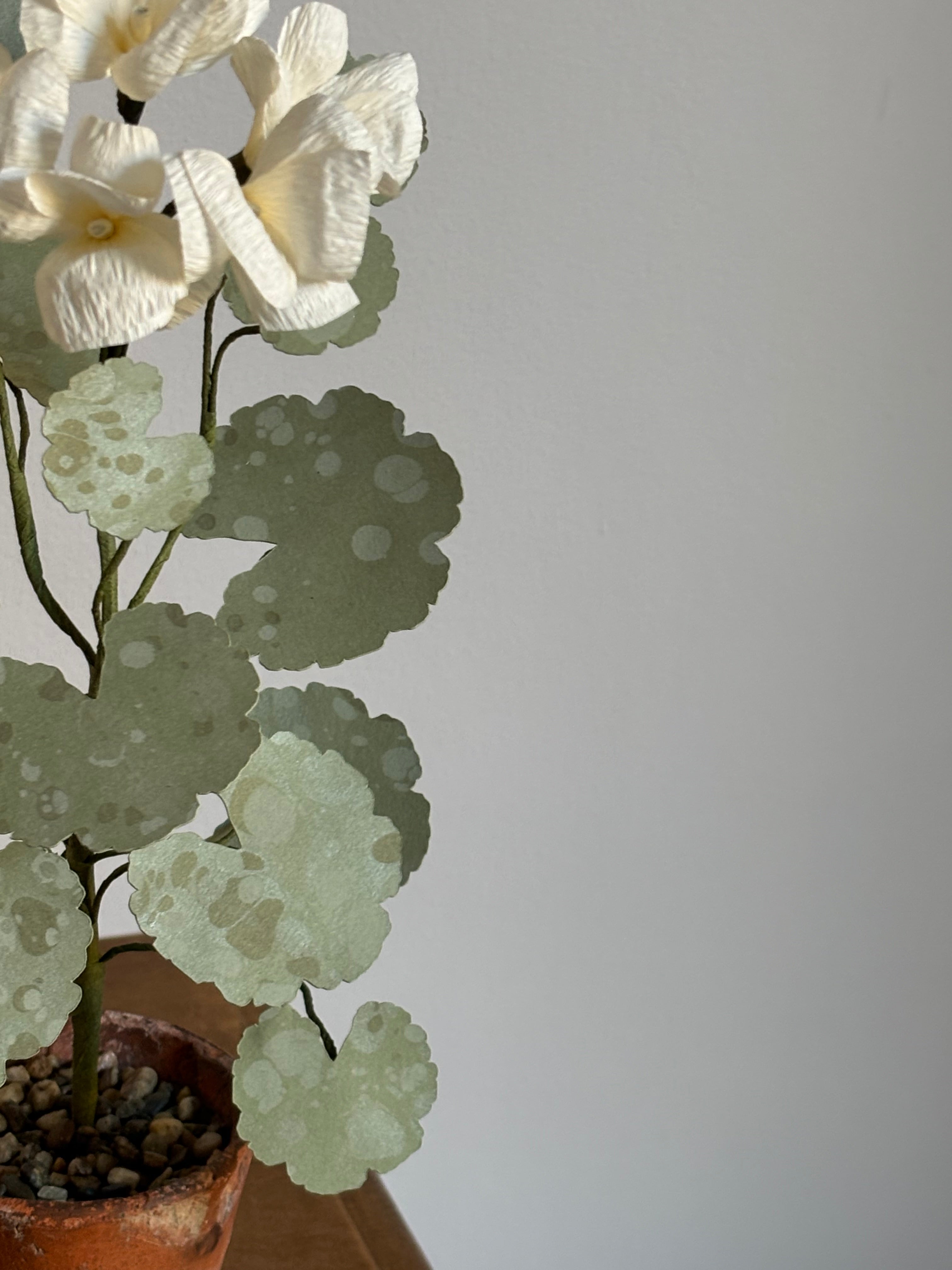 Paper Geranium