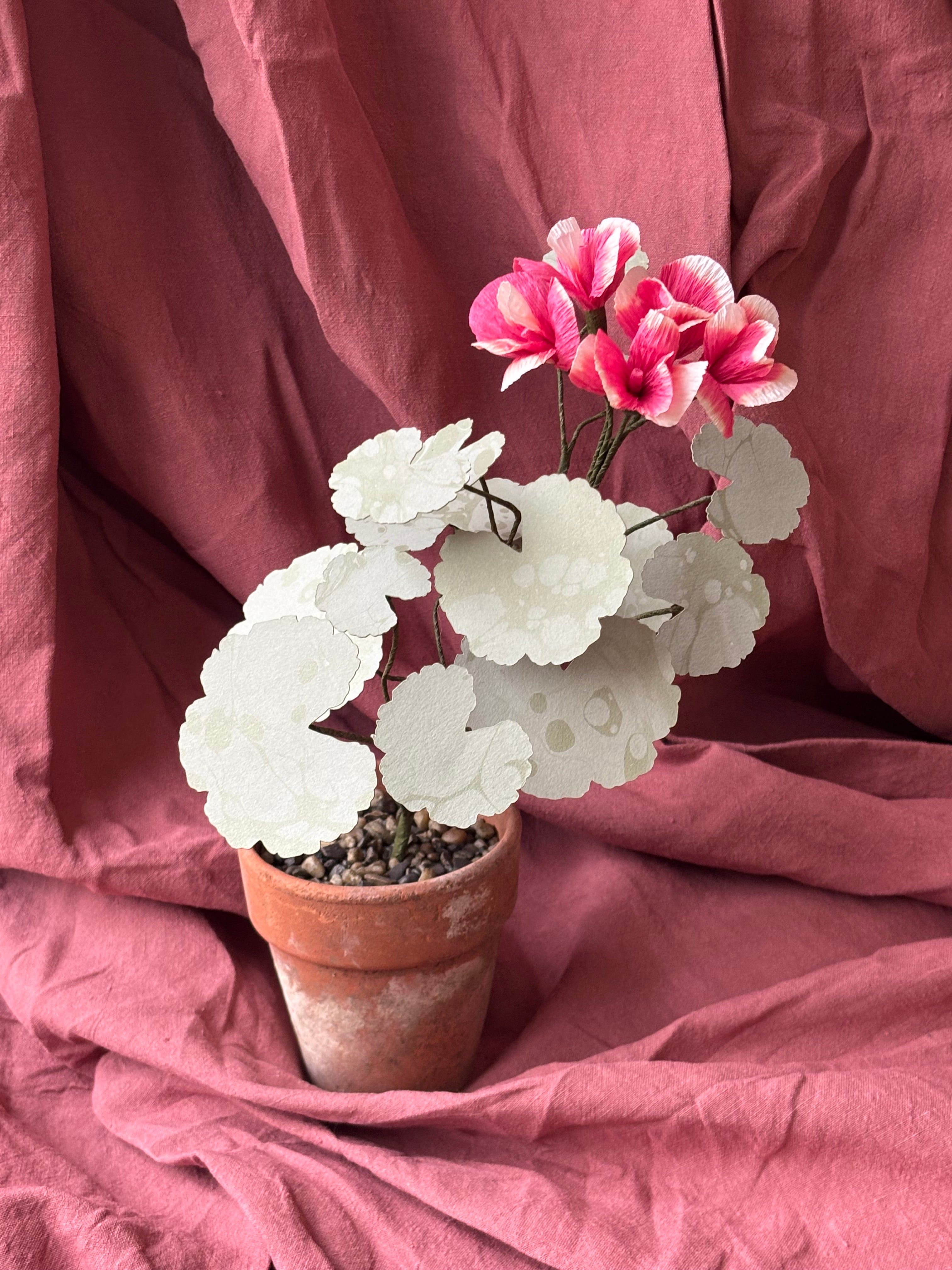 Paper Geranium