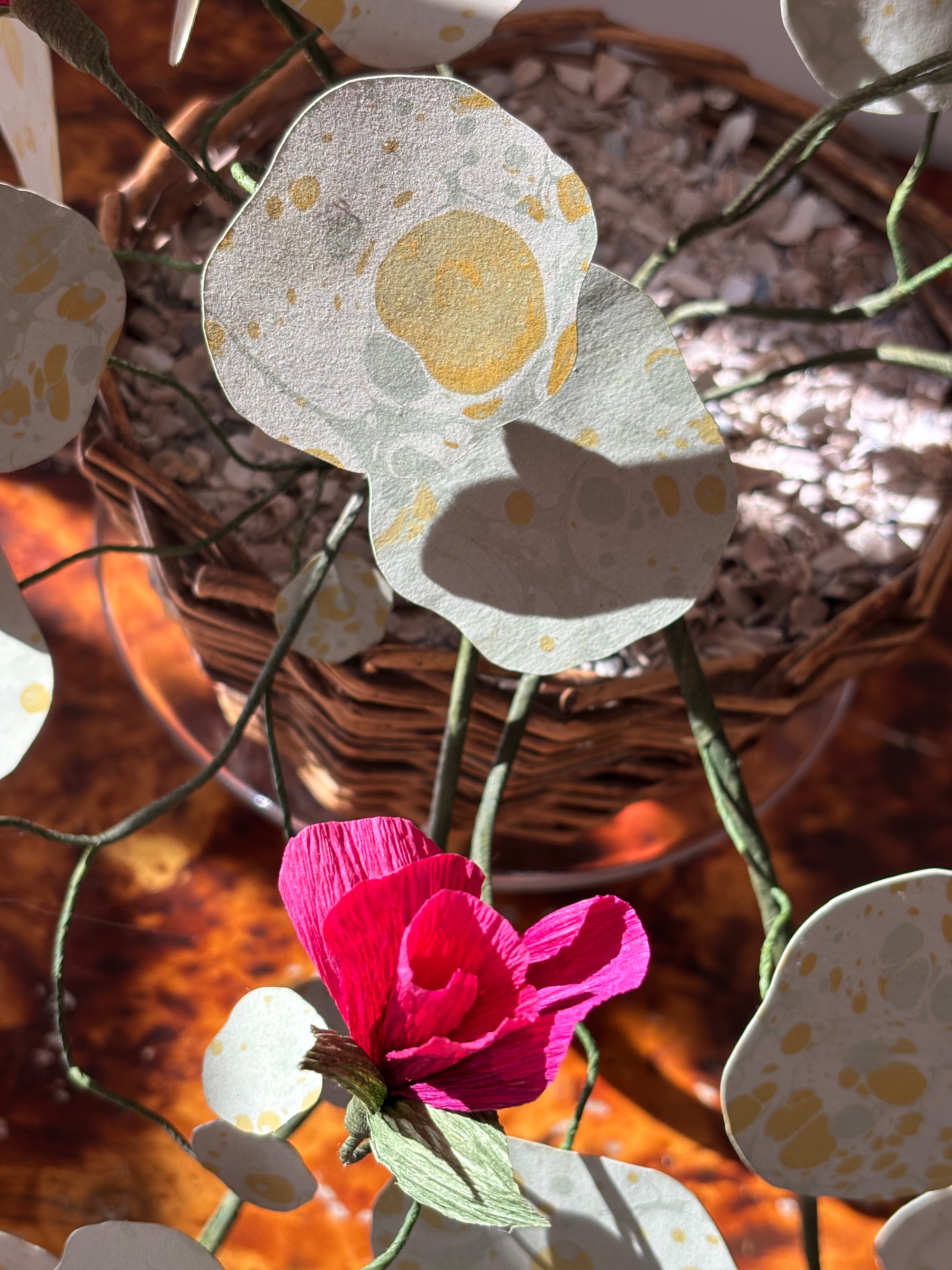 Nasturtium, trailing