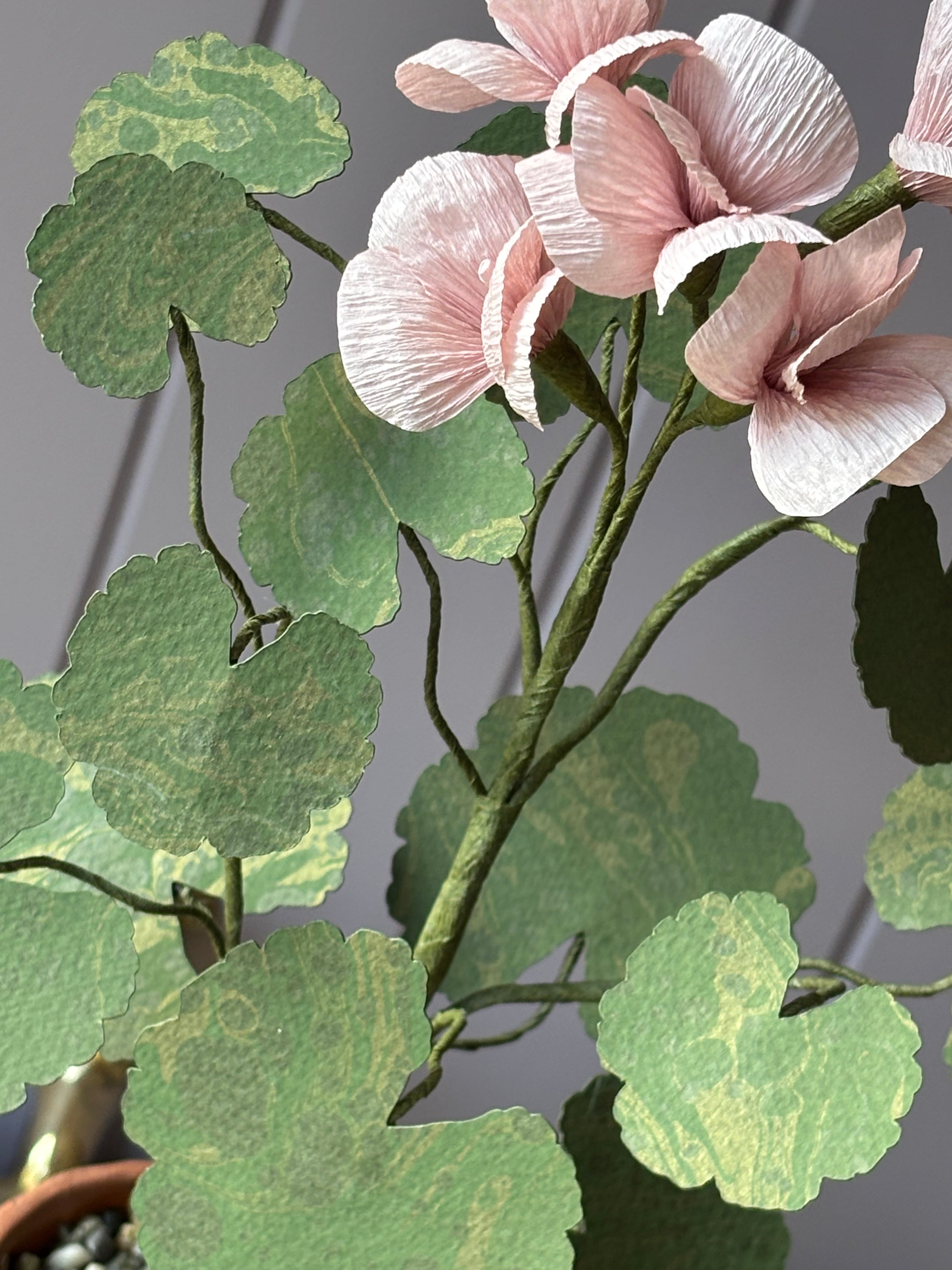 Paper Geranium