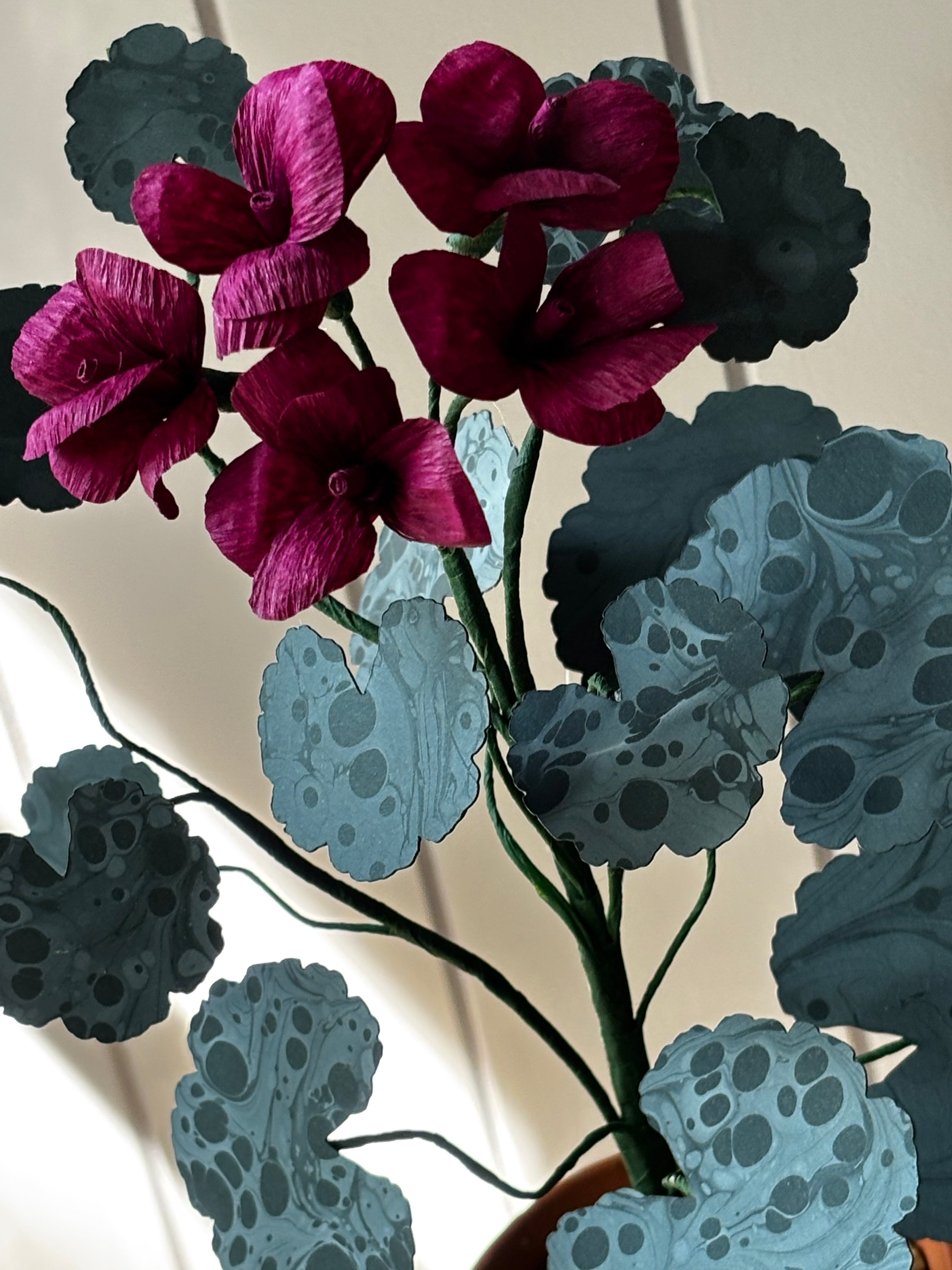 Paper geranium