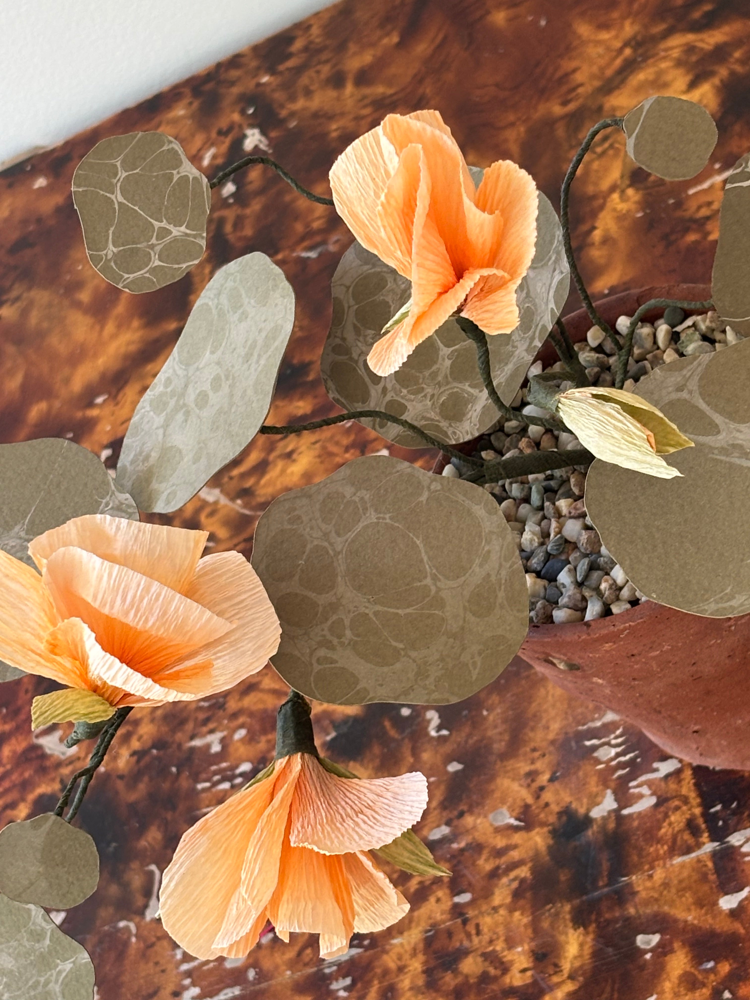 Nasturtium, trailing