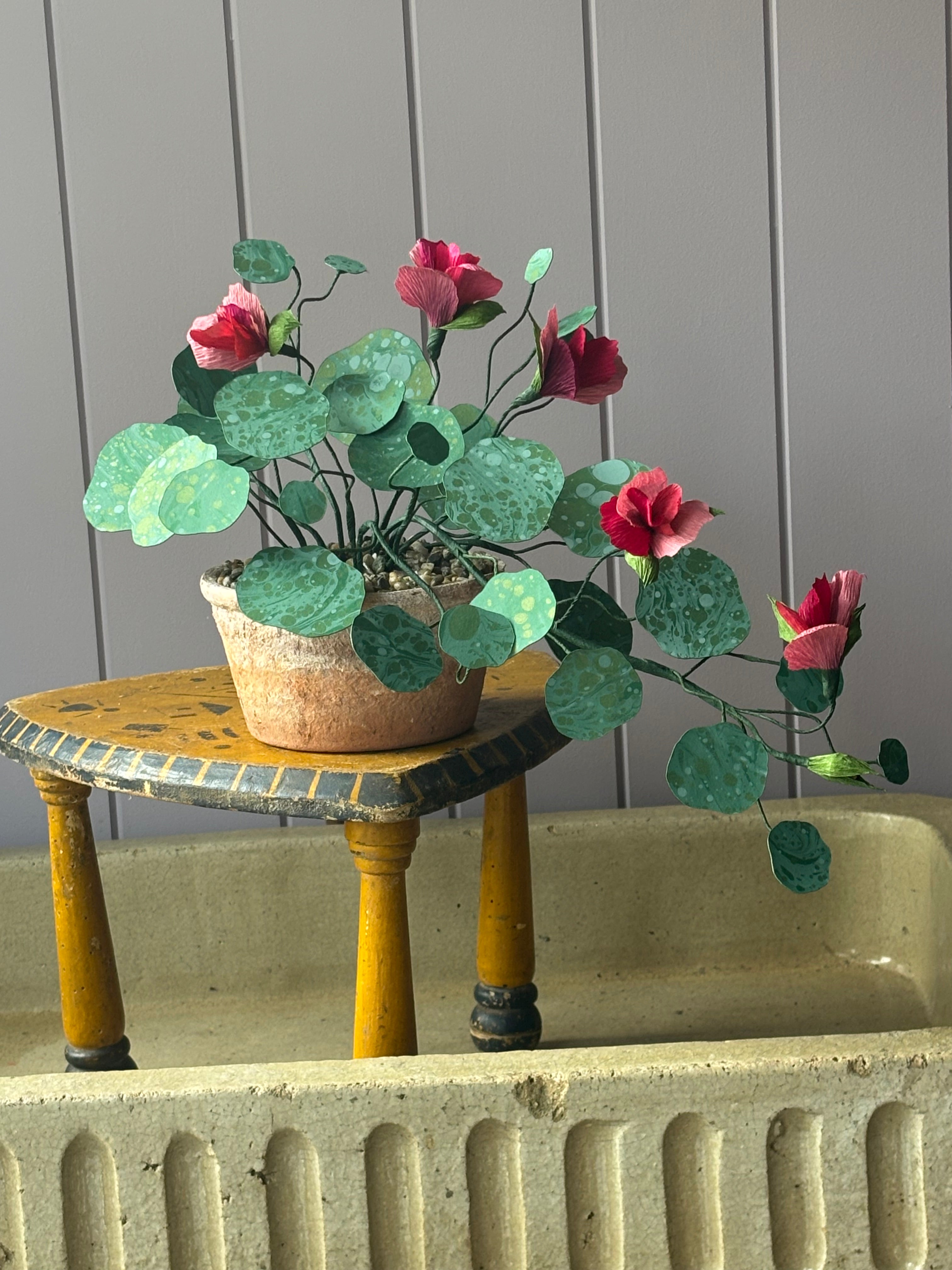Nasturtium, trailing