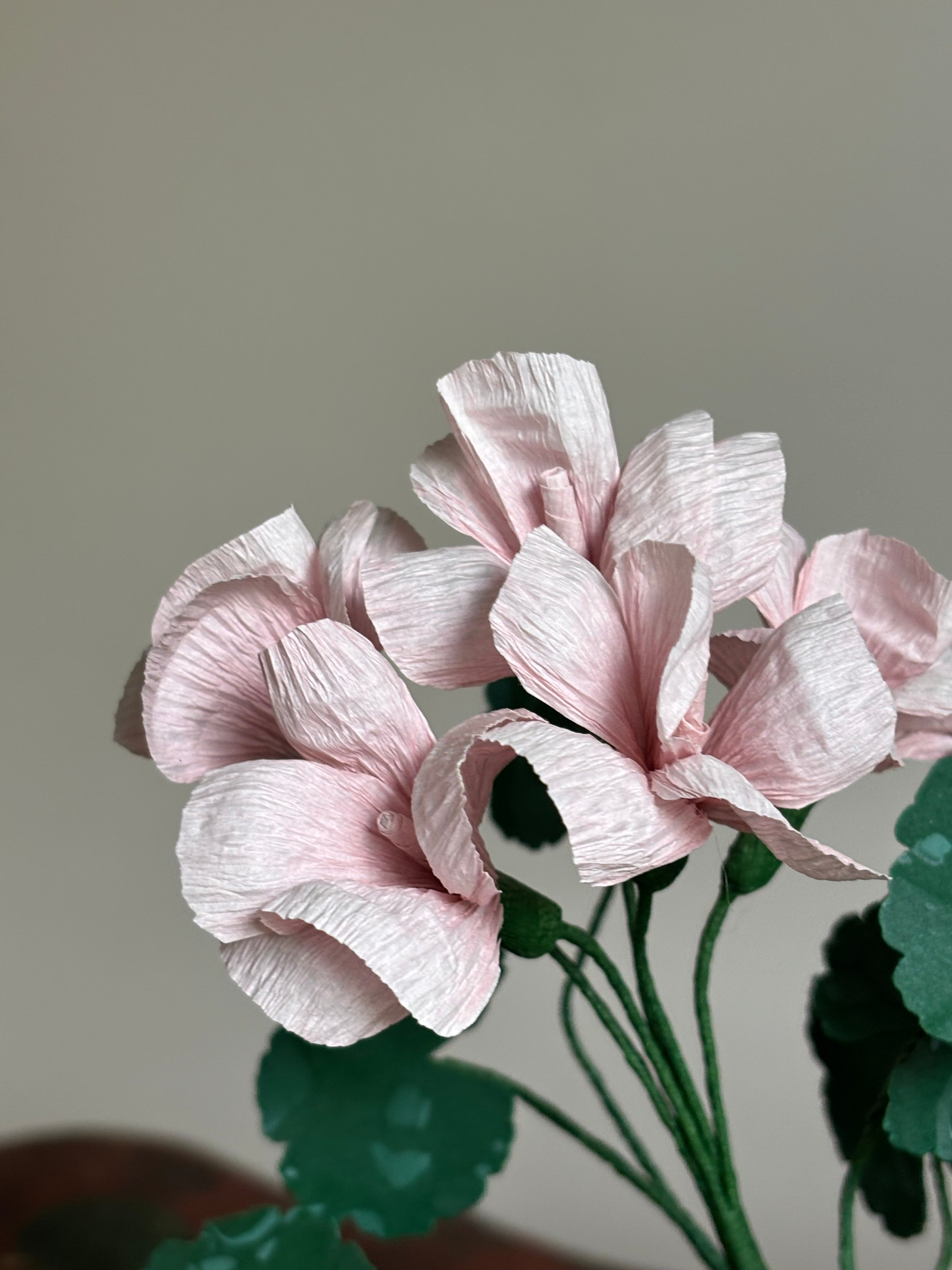 Paper Geranium