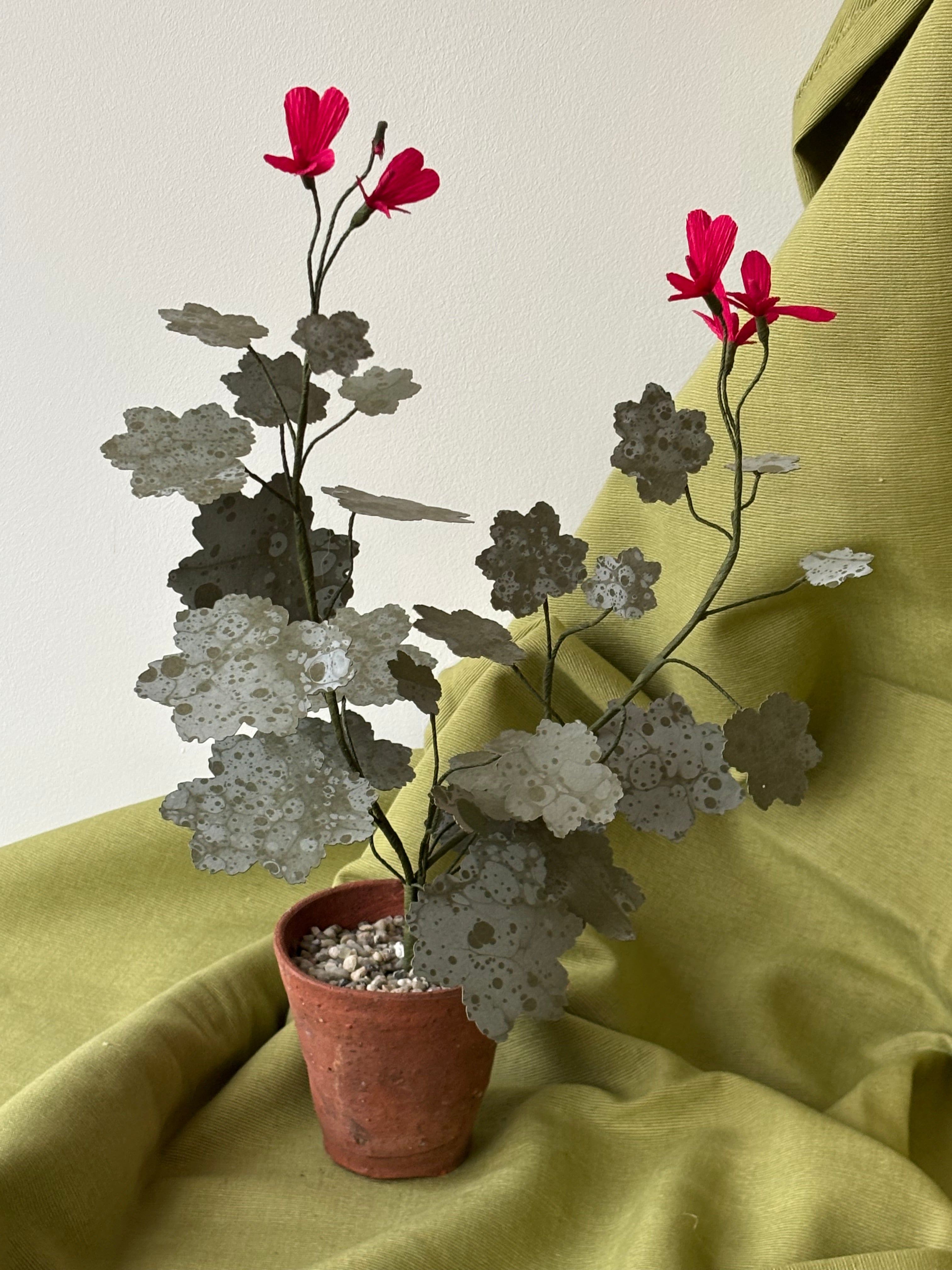 Paper Geranium