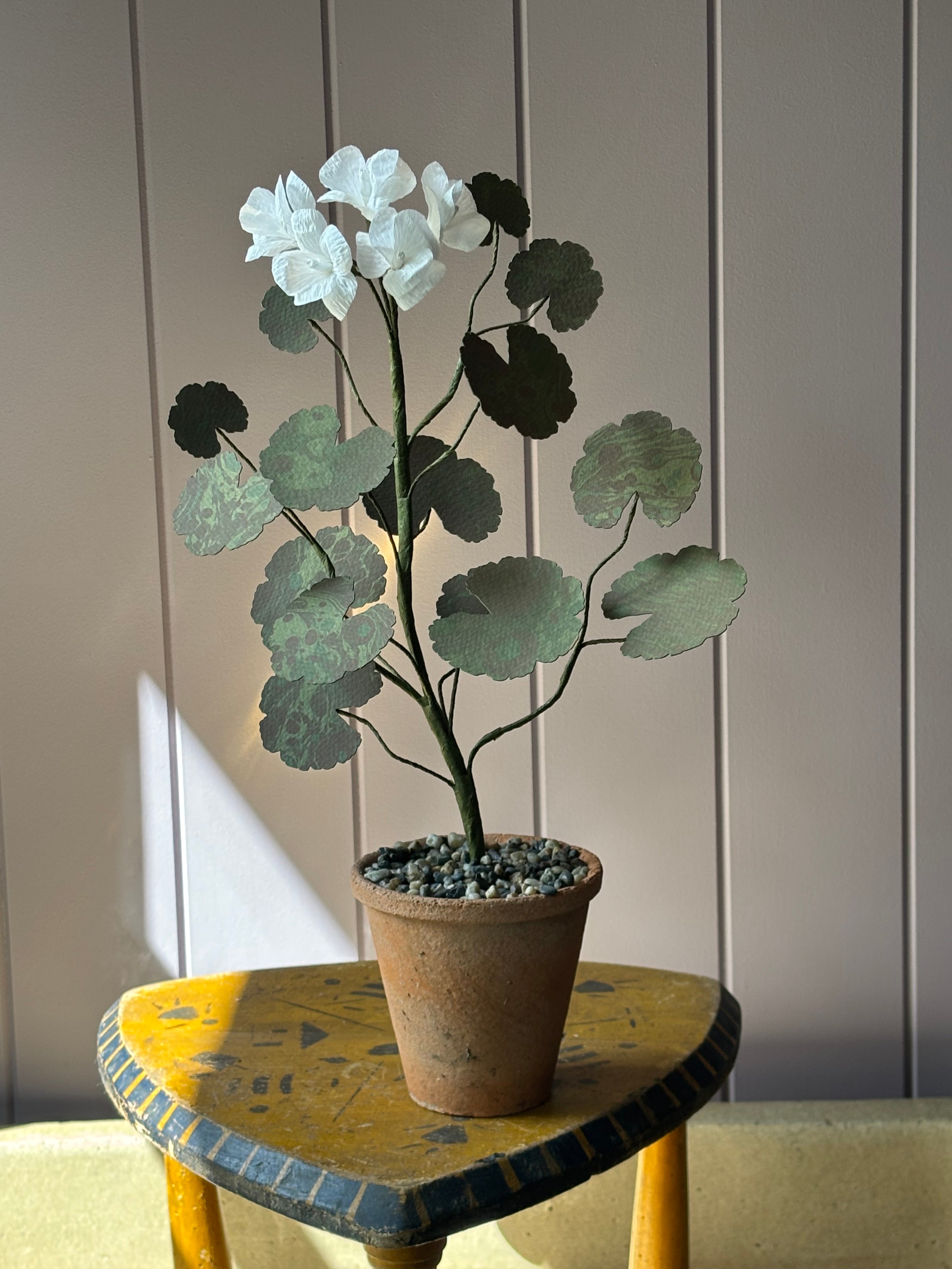 Paper geranium