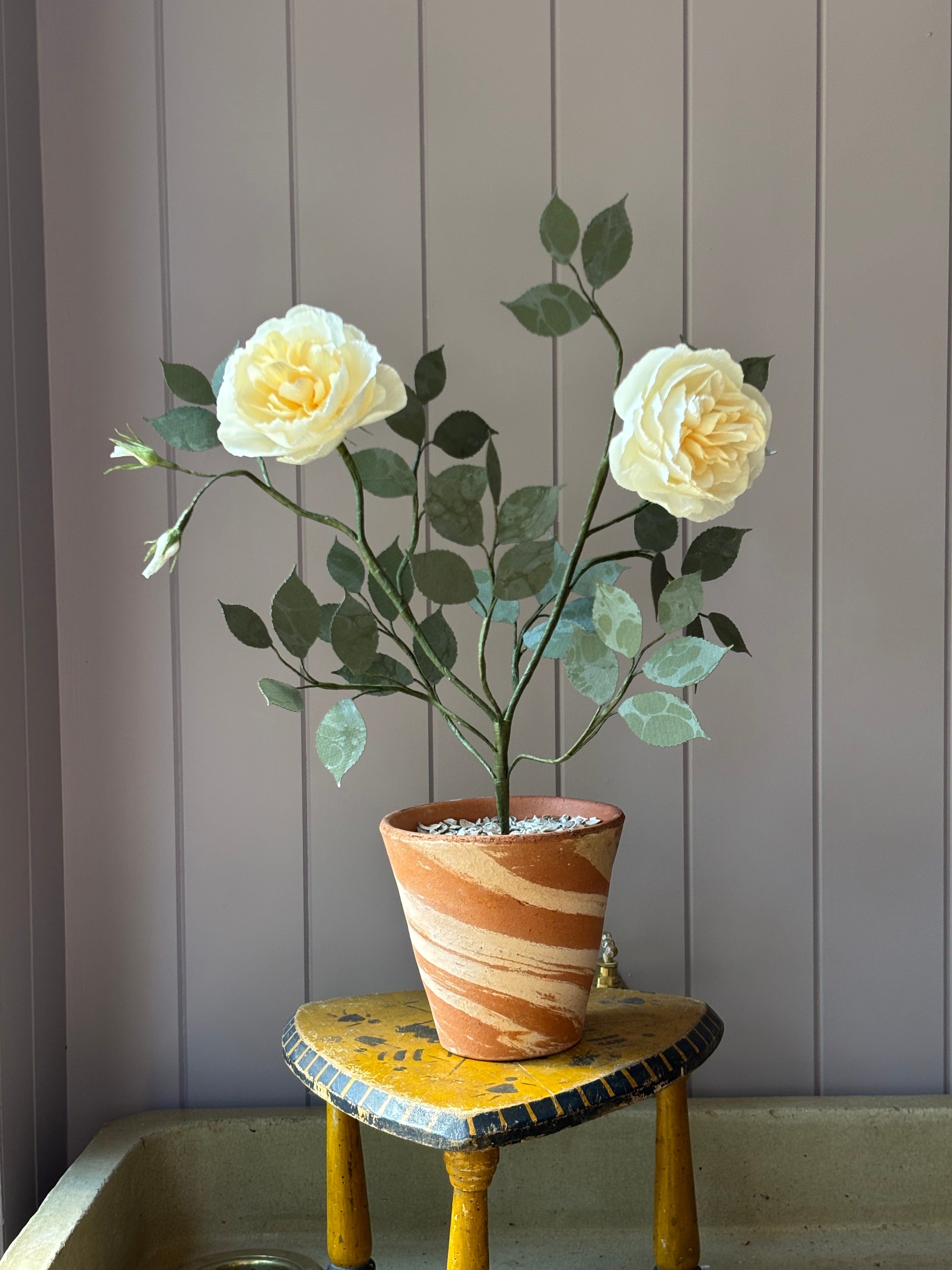 Paper Shrub Rose