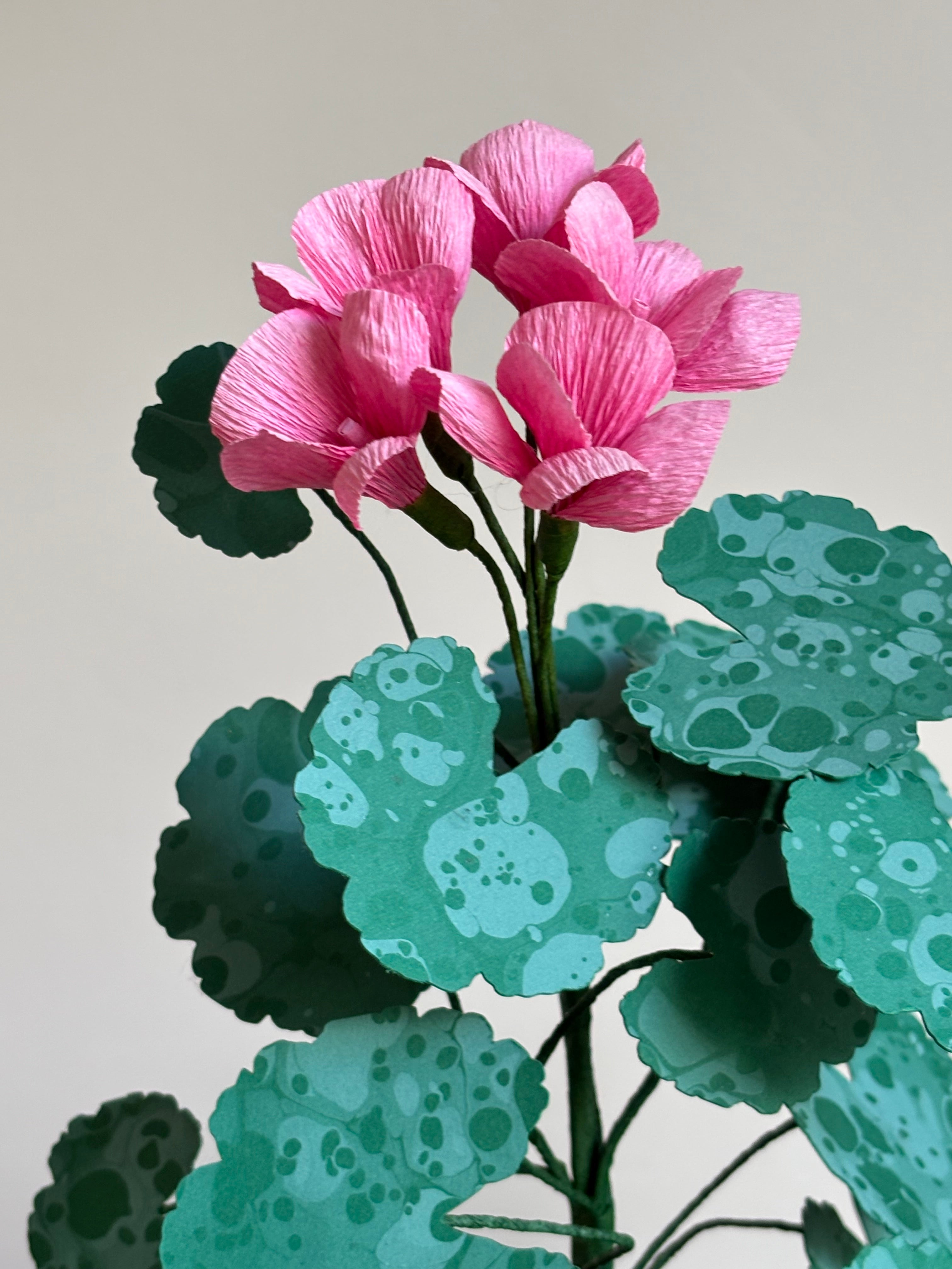 Paper Geranium