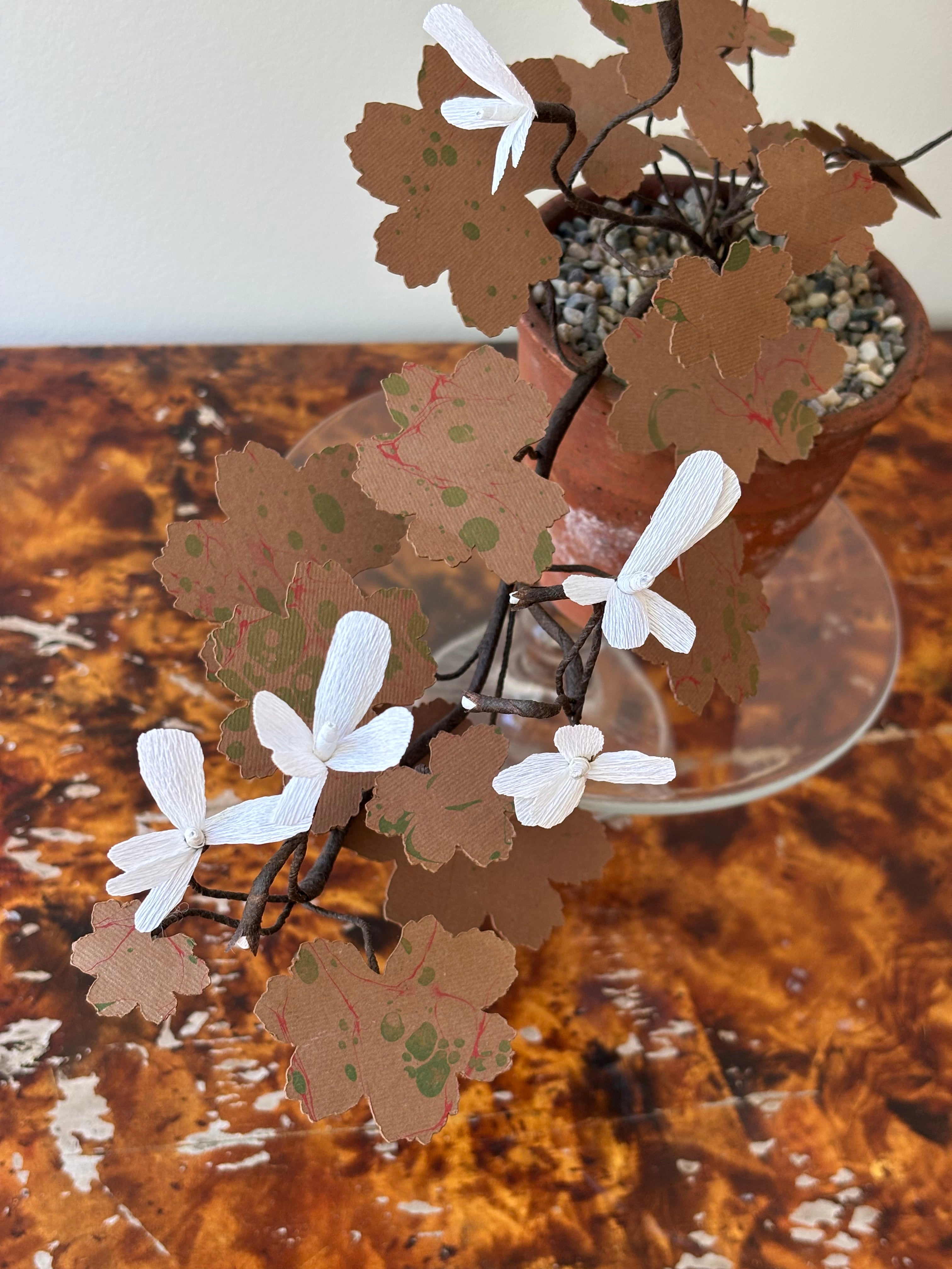 Geranium, trailing