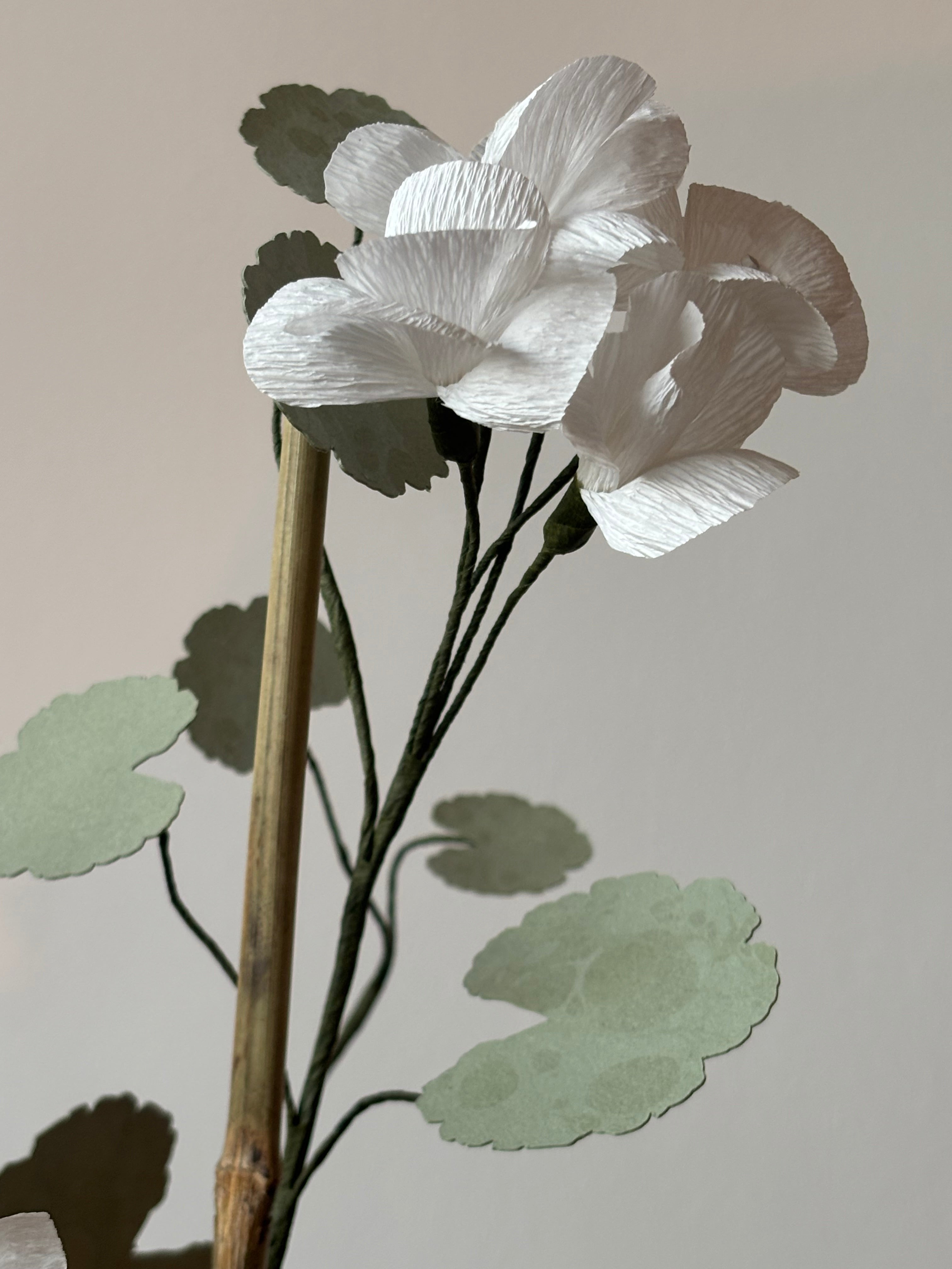 Paper Geranium