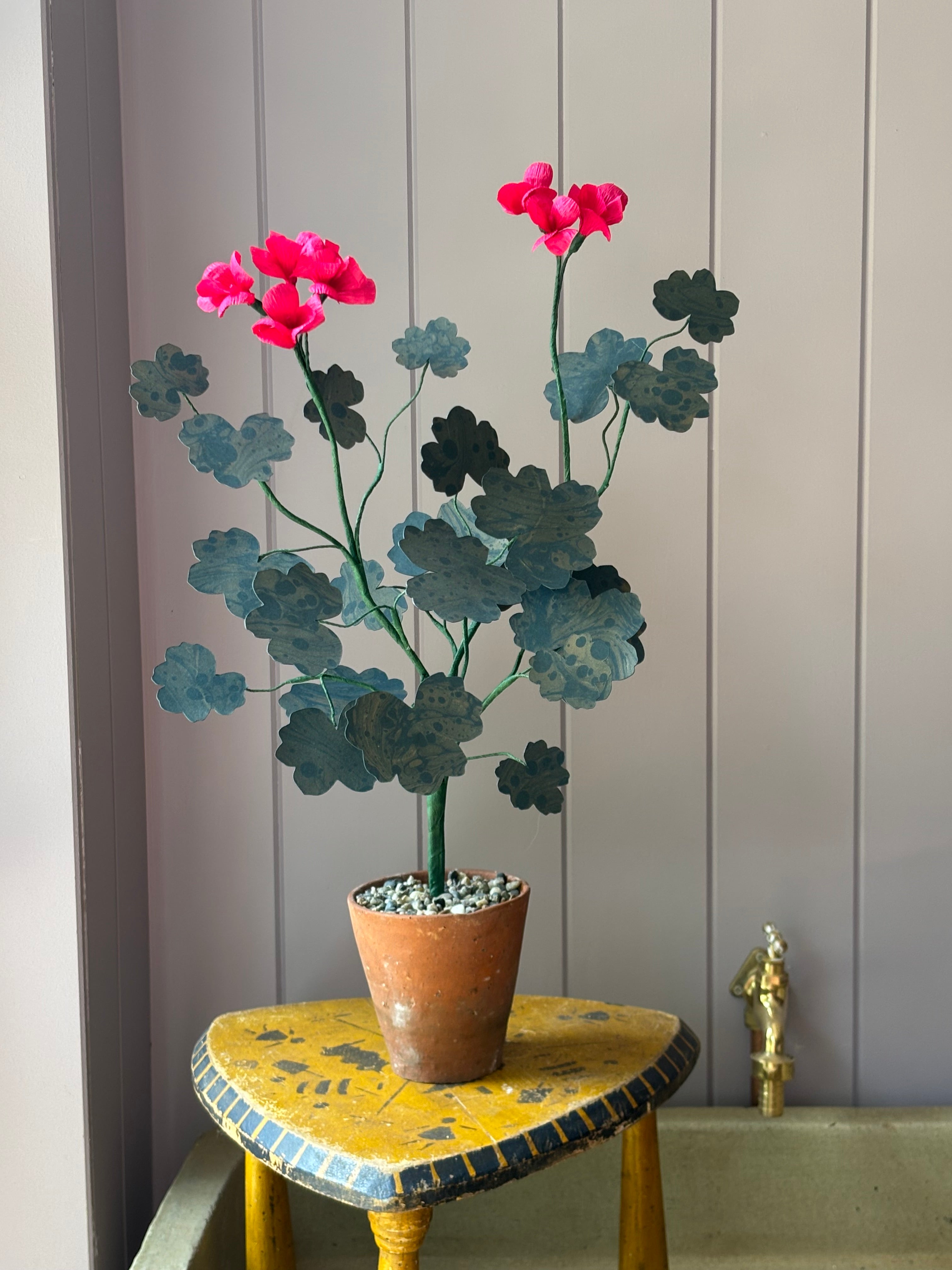 Paper geranium