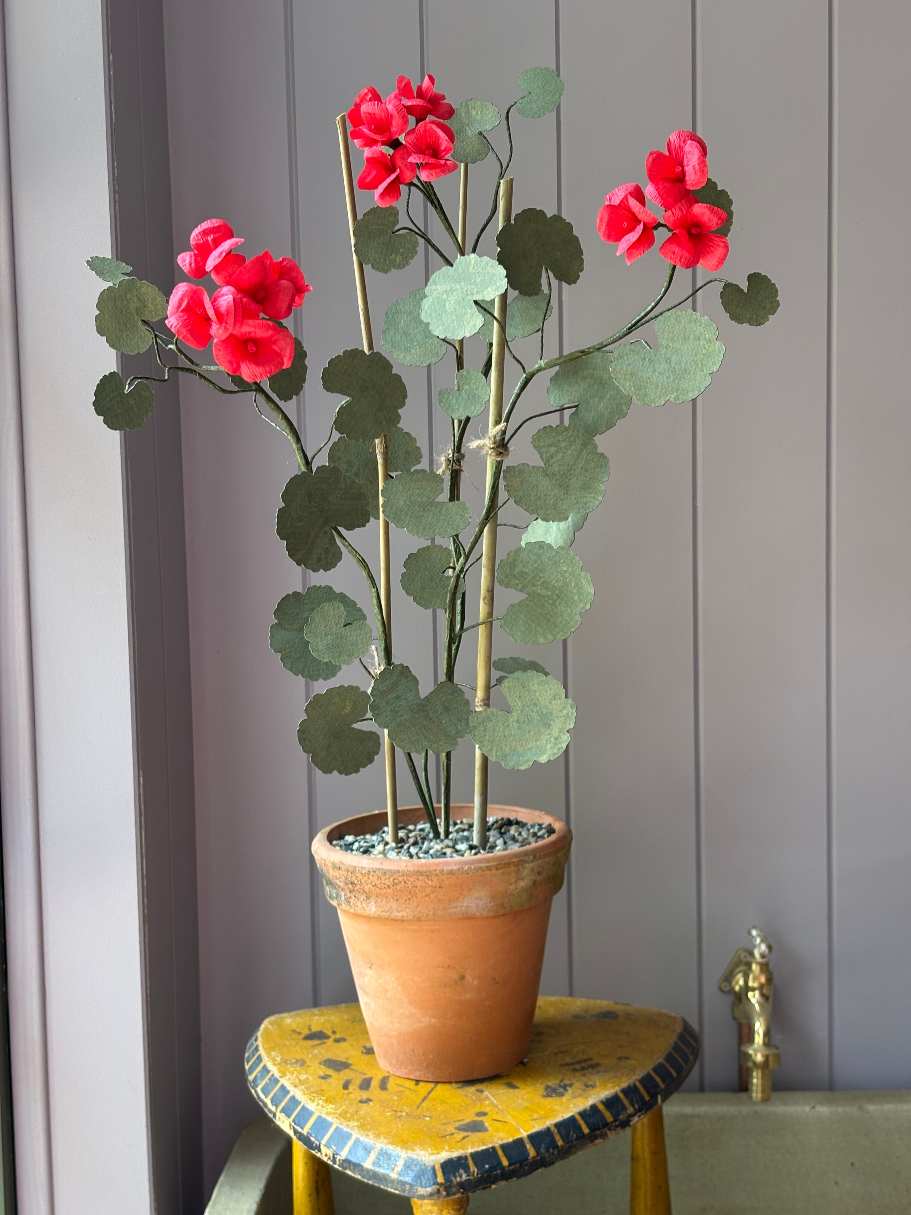 Paper geranium