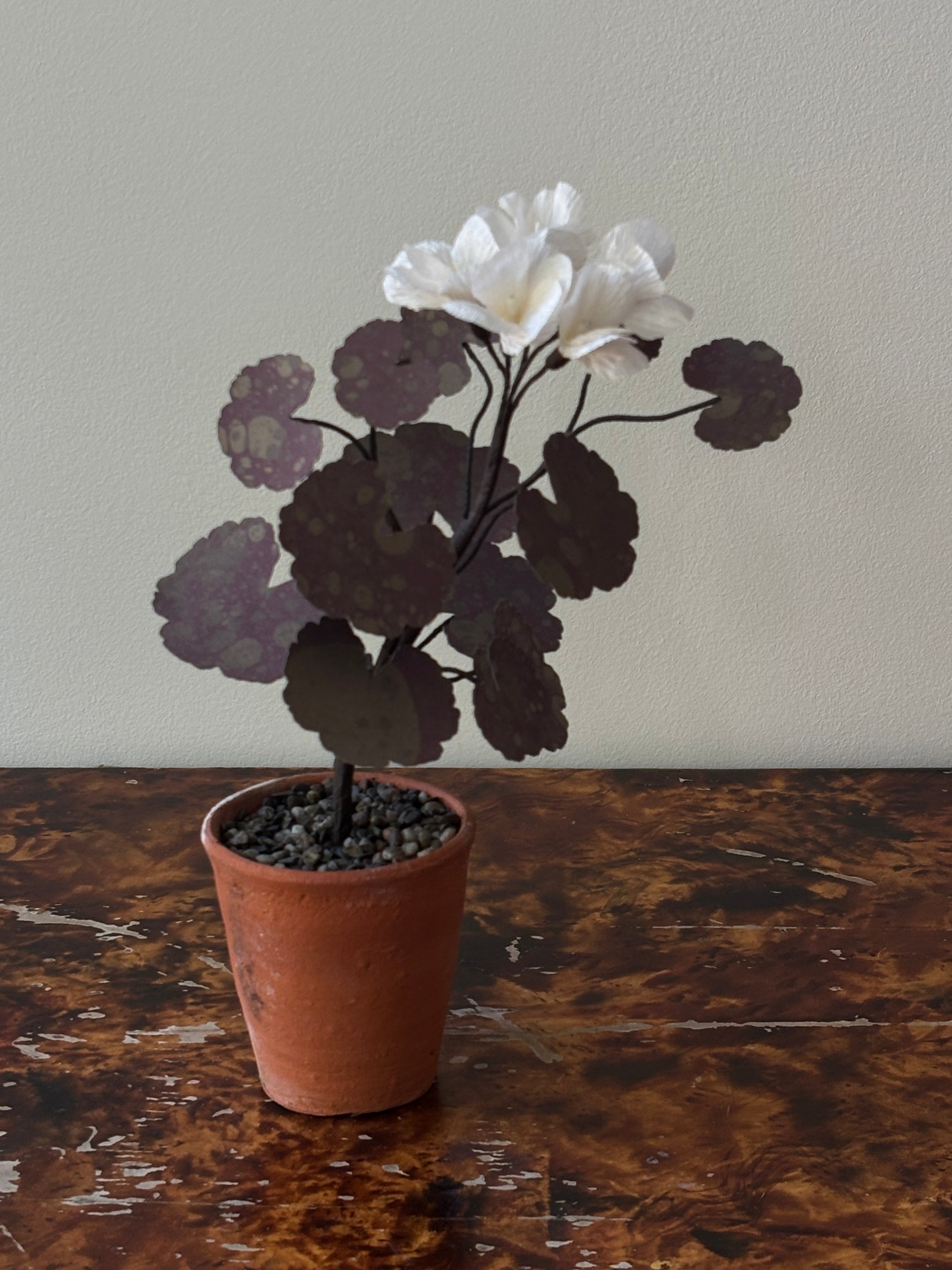 Paper Geranium