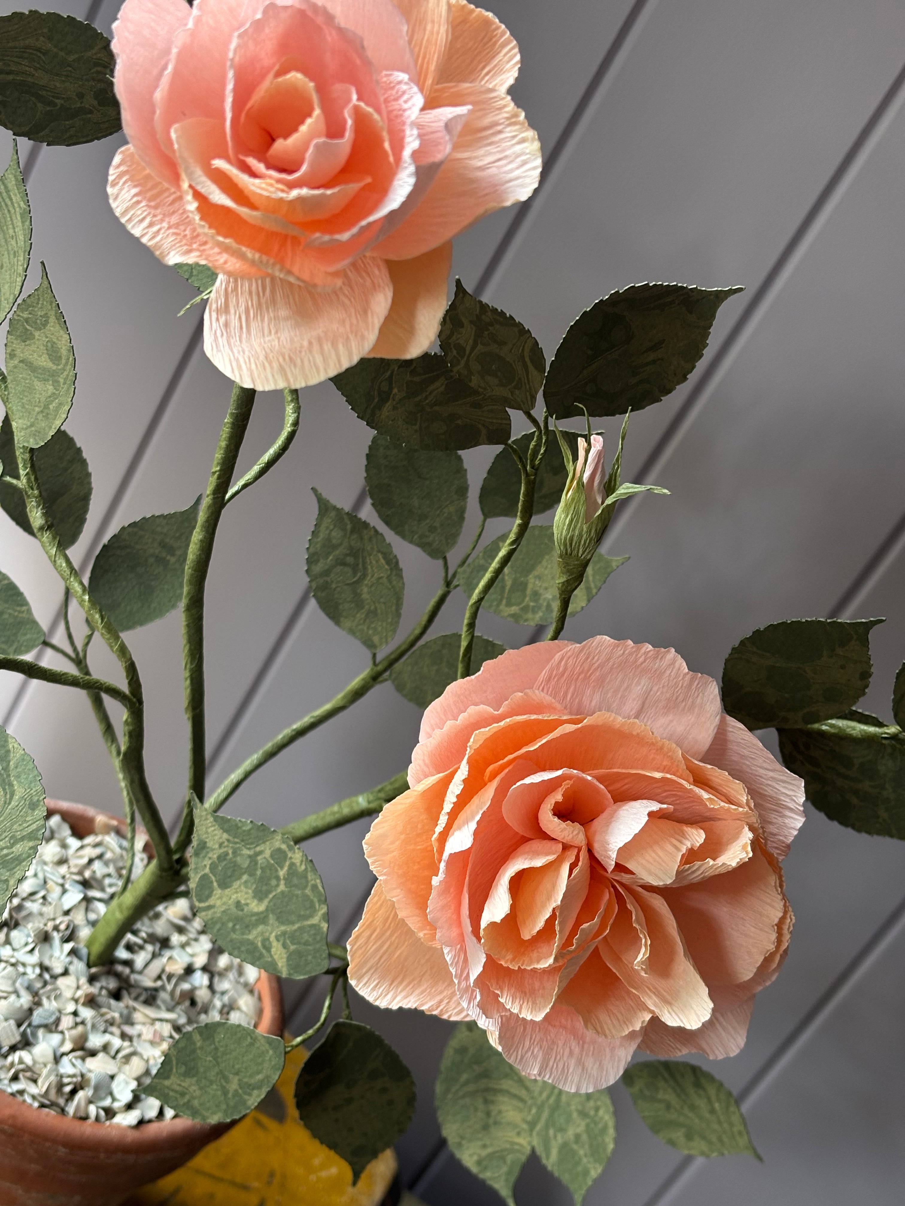 Paper Shrub Rose