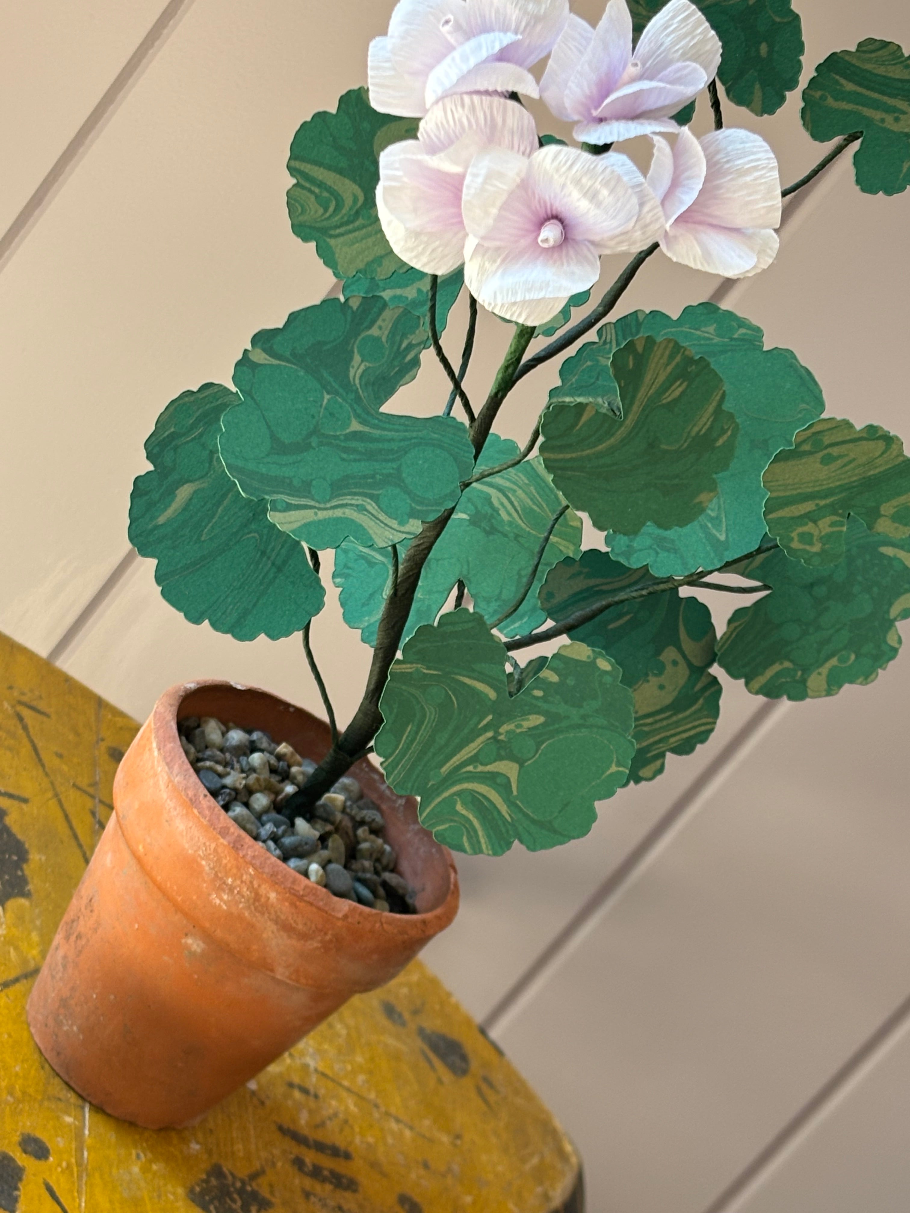 Paper geranium