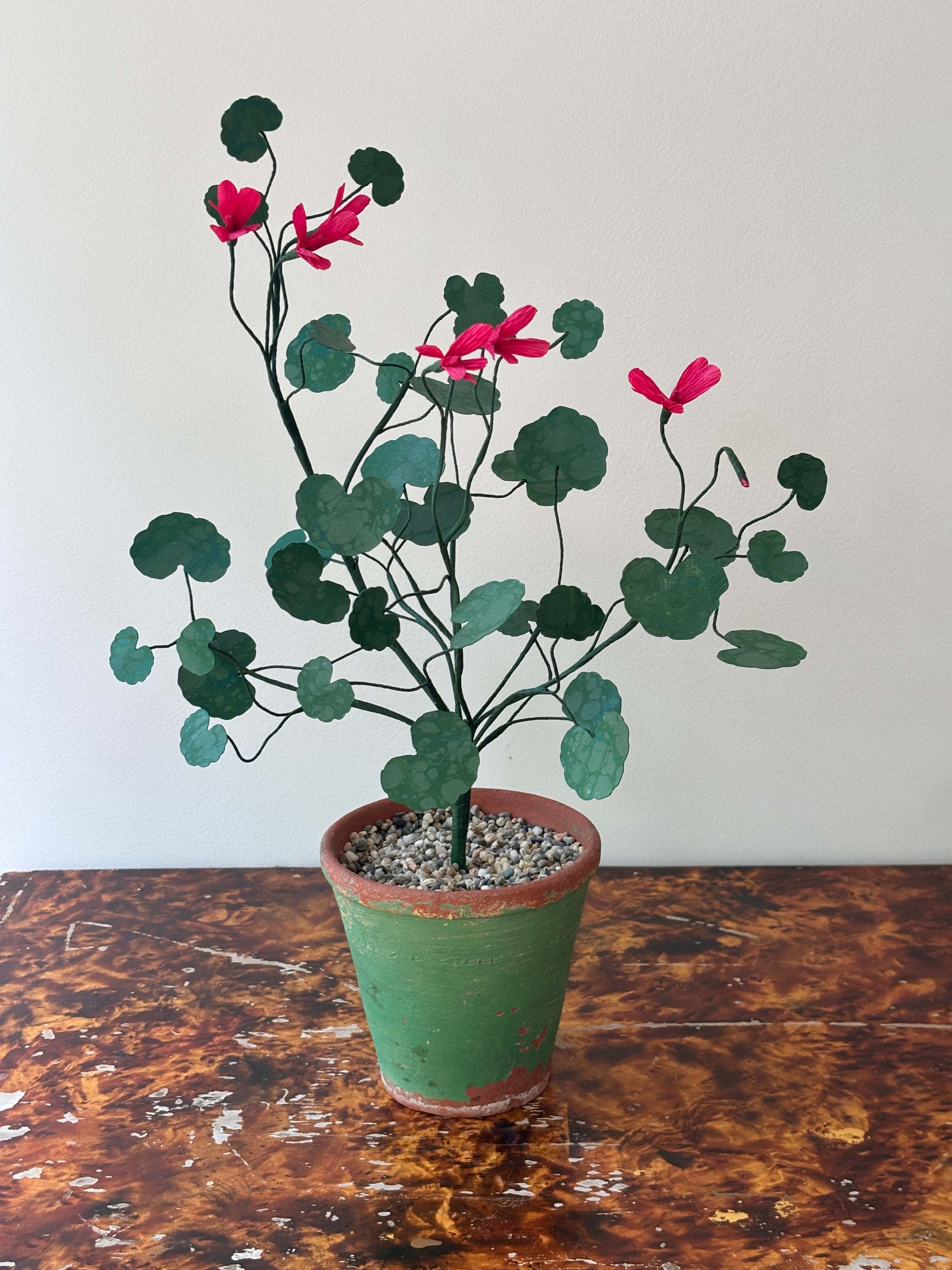 Paper Geranium