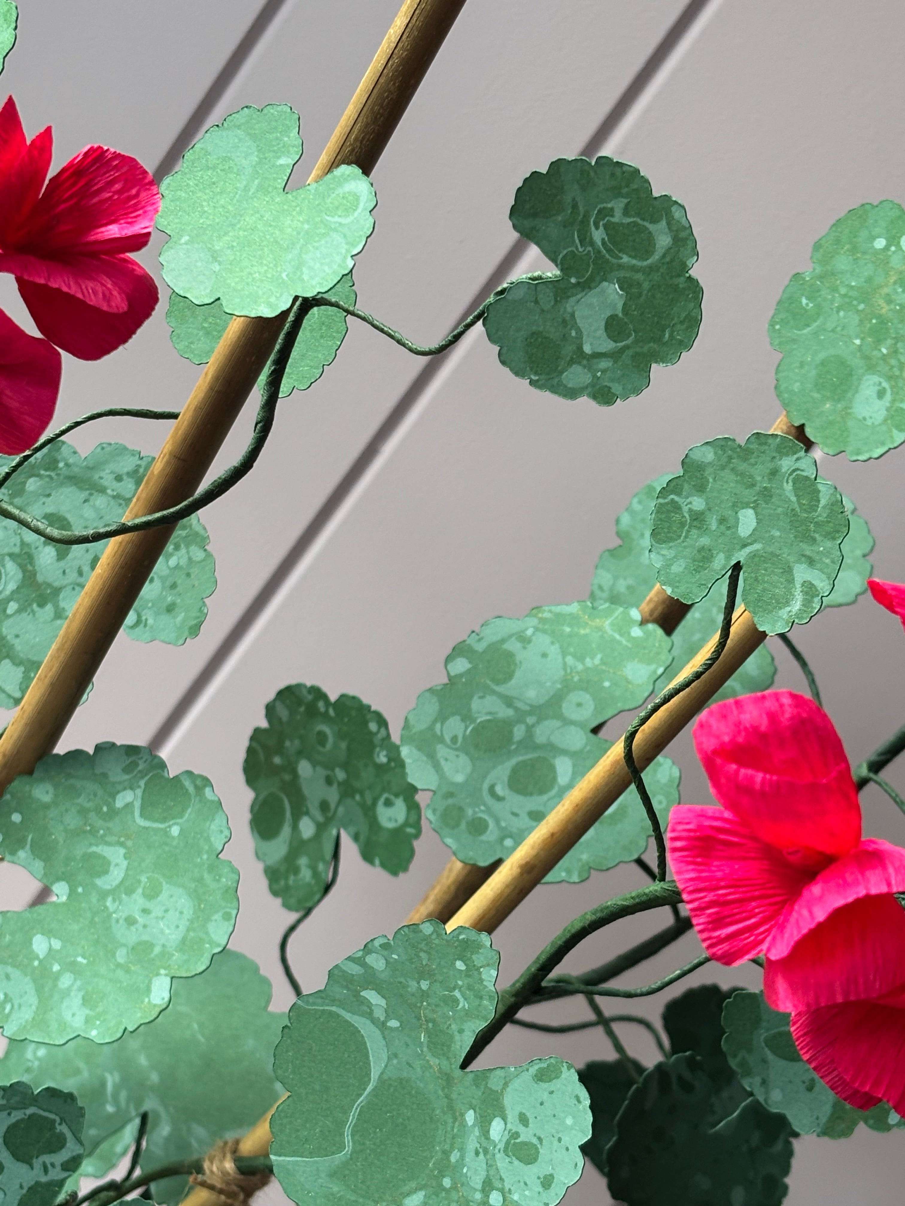 Paper geranium
