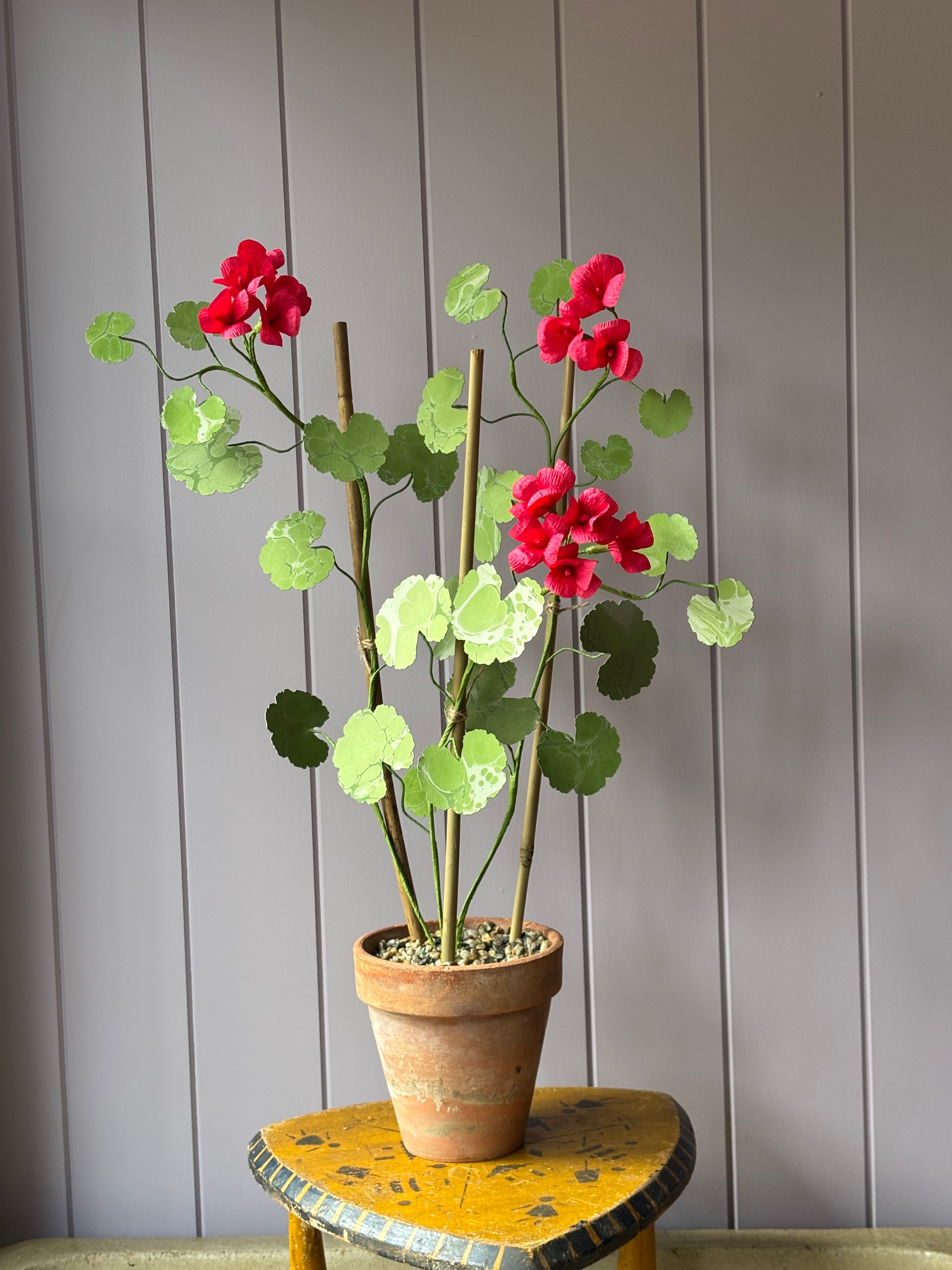 Paper geranium