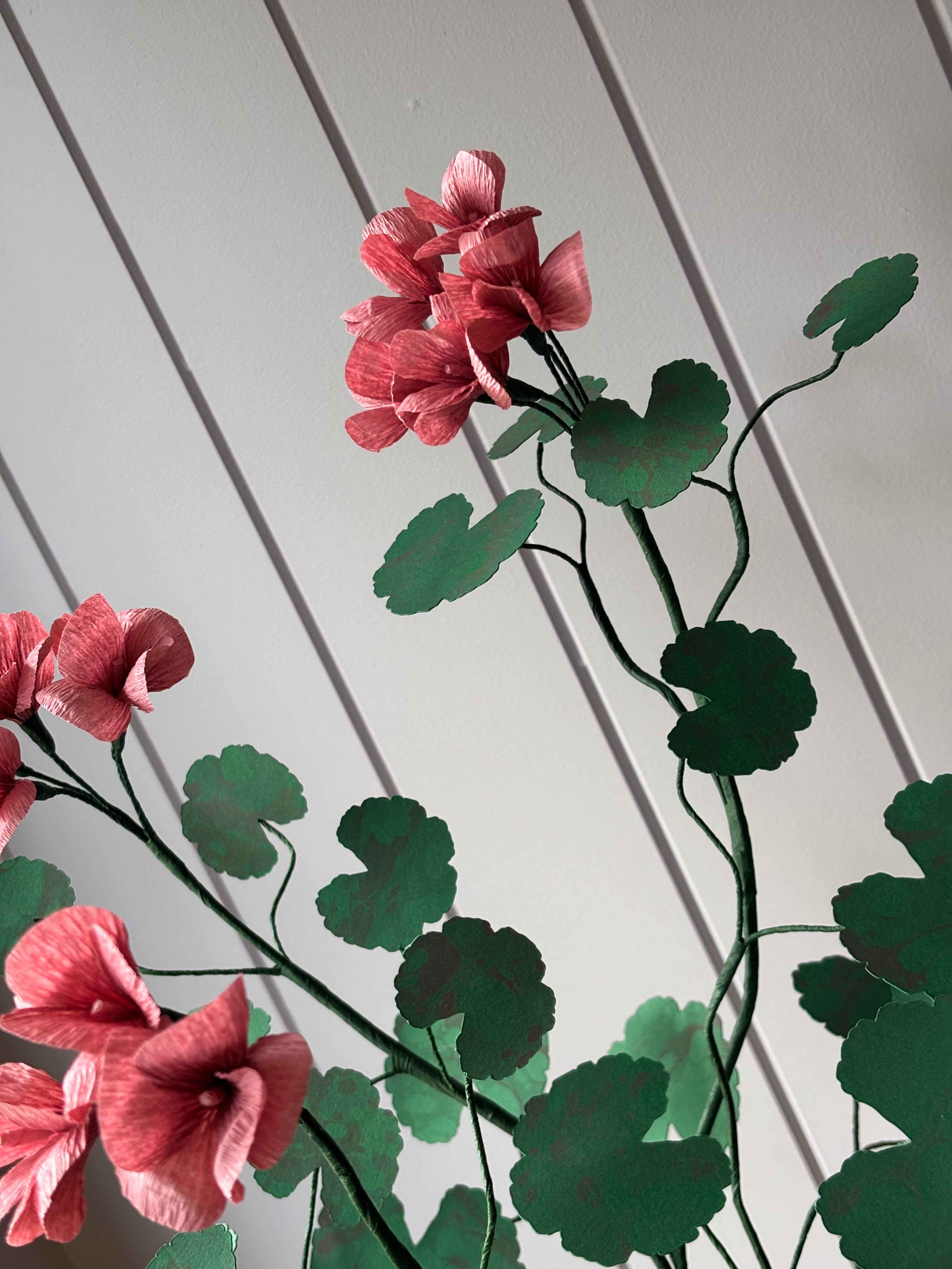 Paper geranium