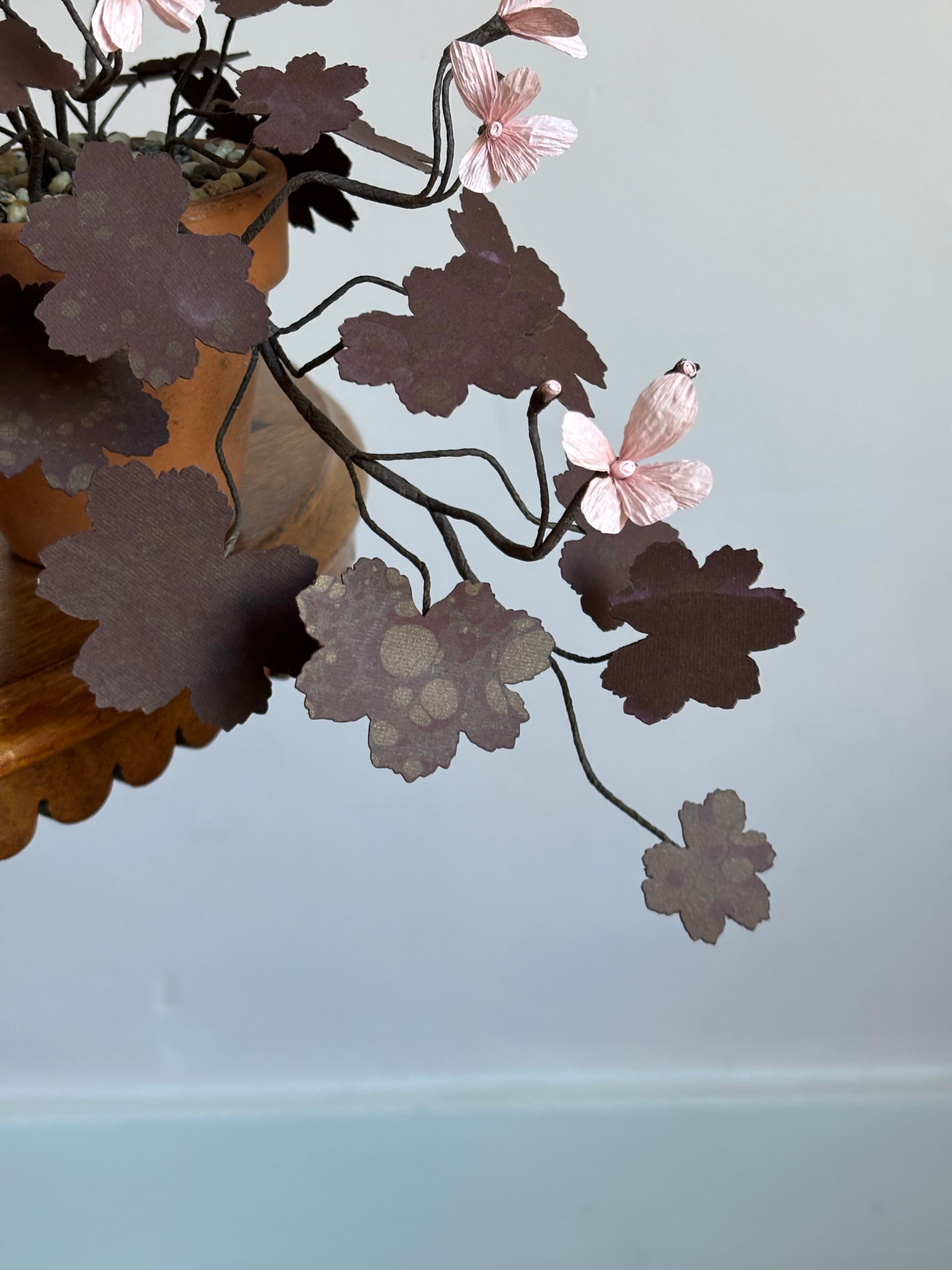 Paper Geranium, trailing