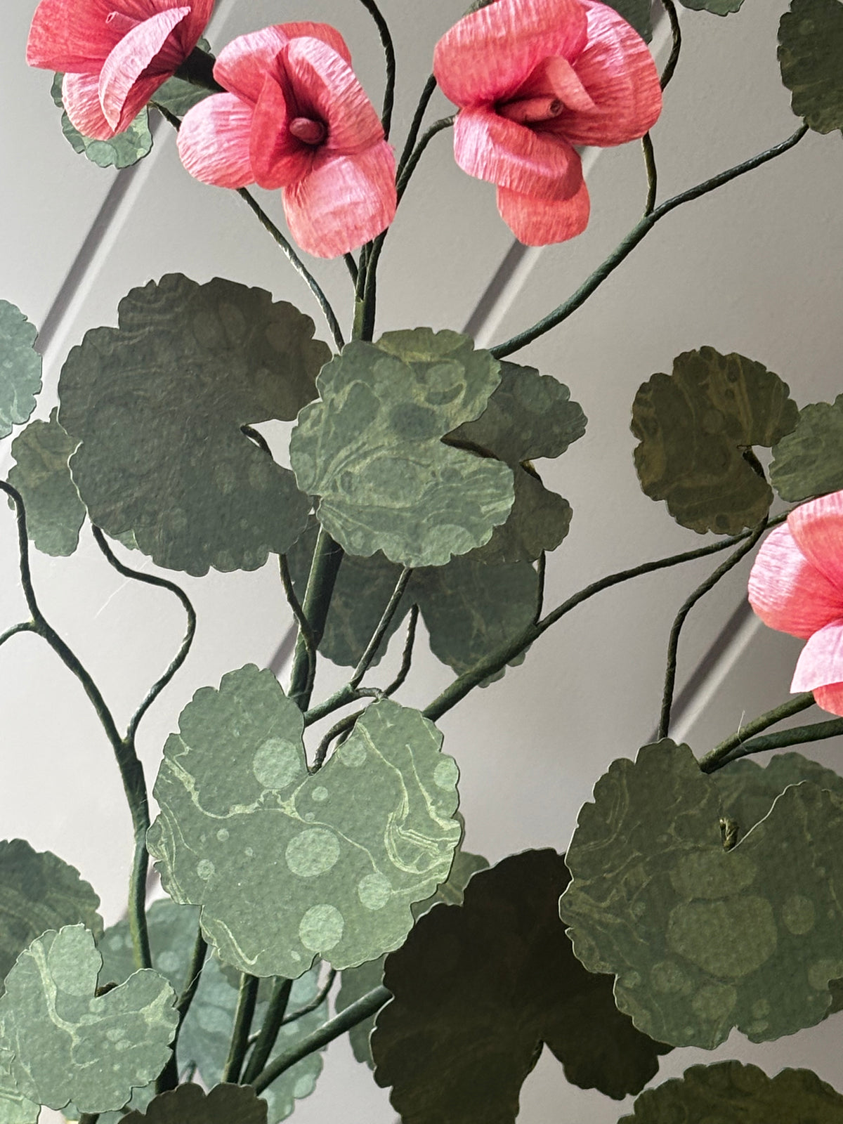 Paper geranium