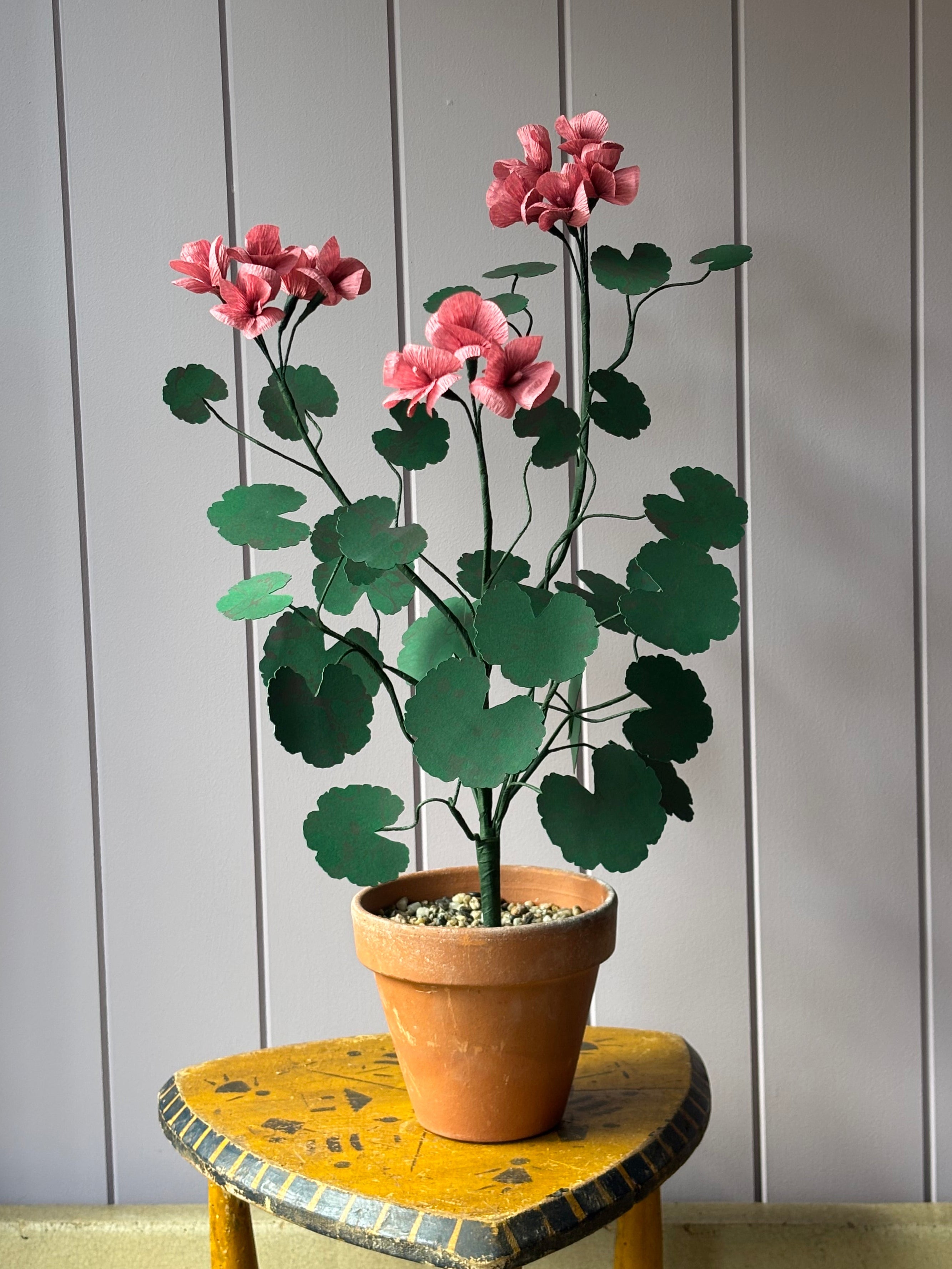 Paper geranium