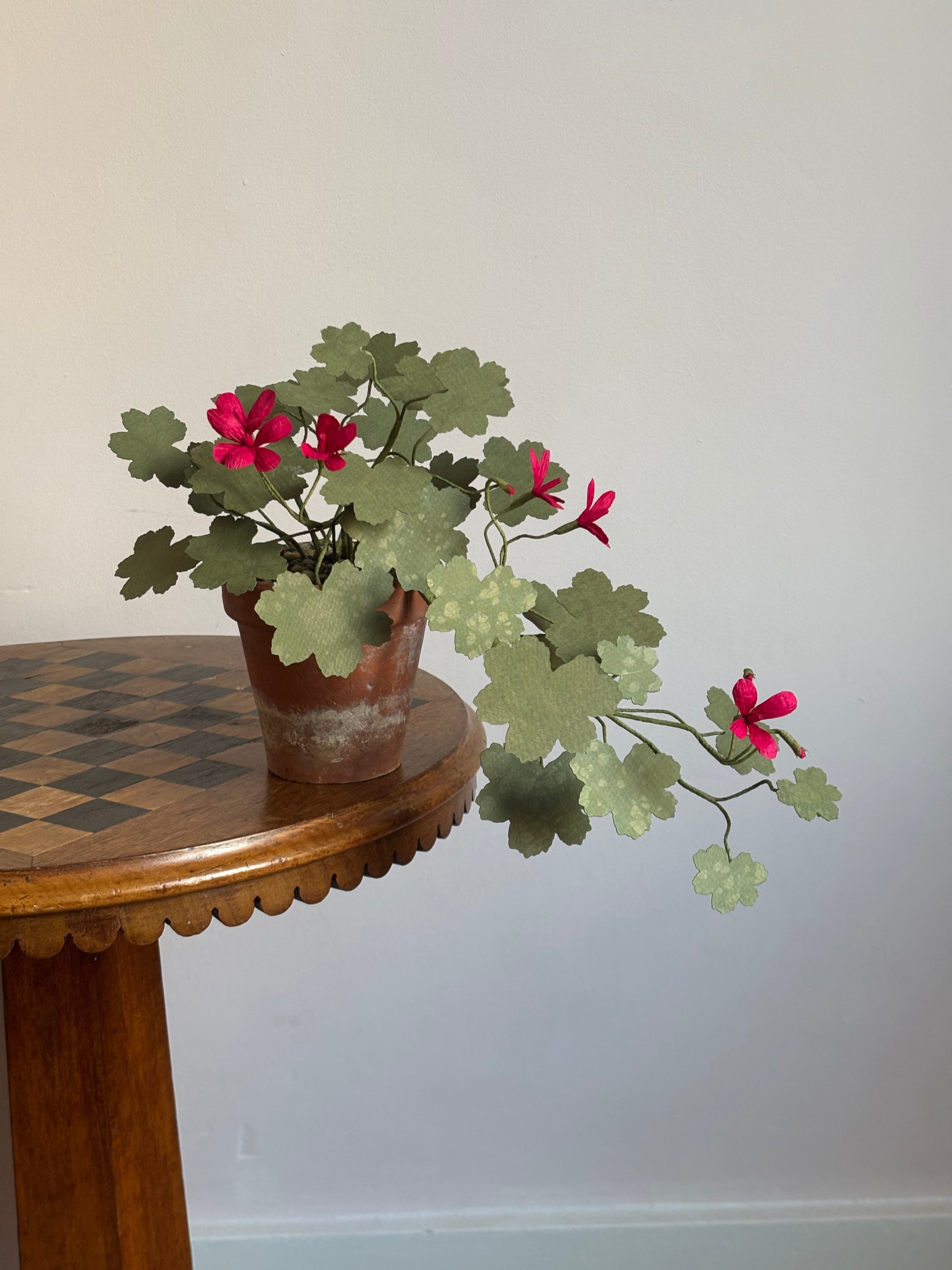 Paper Geranium, trailing