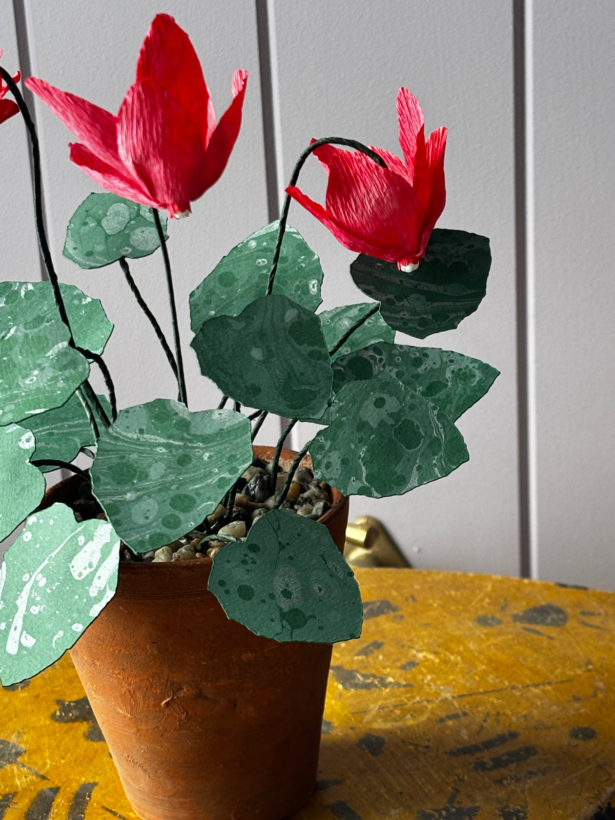 Cyclamen