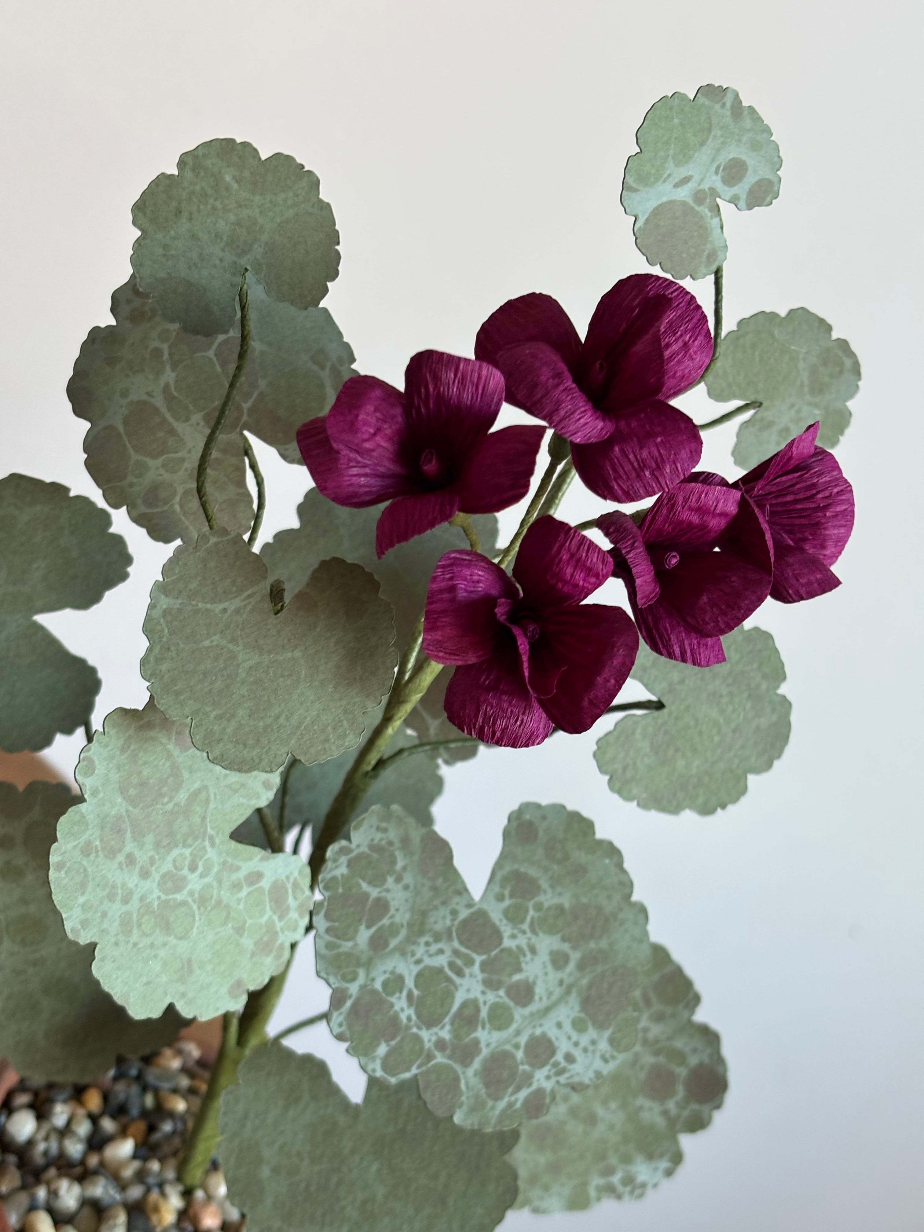 Paper Geranium