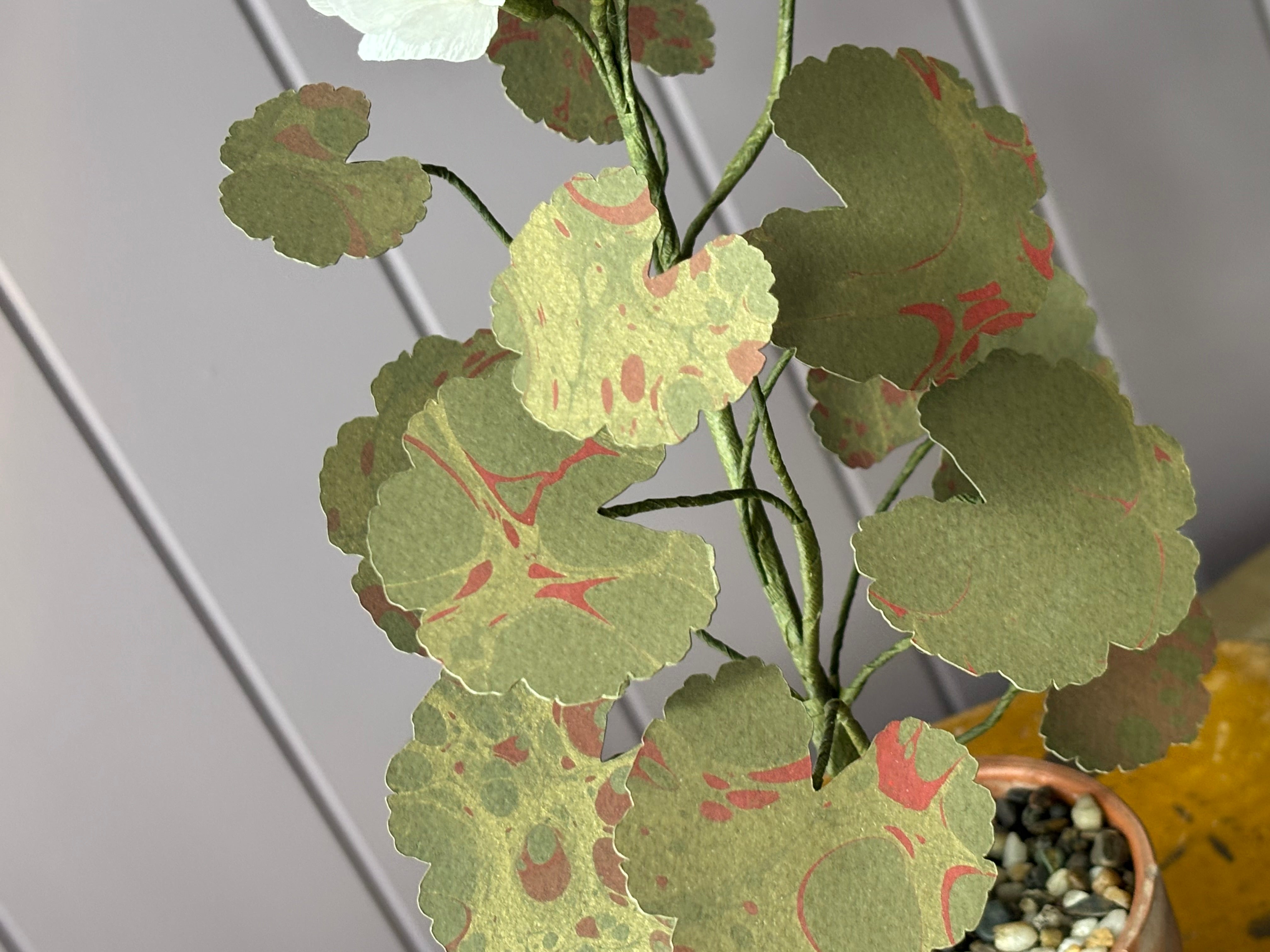 Paper geranium