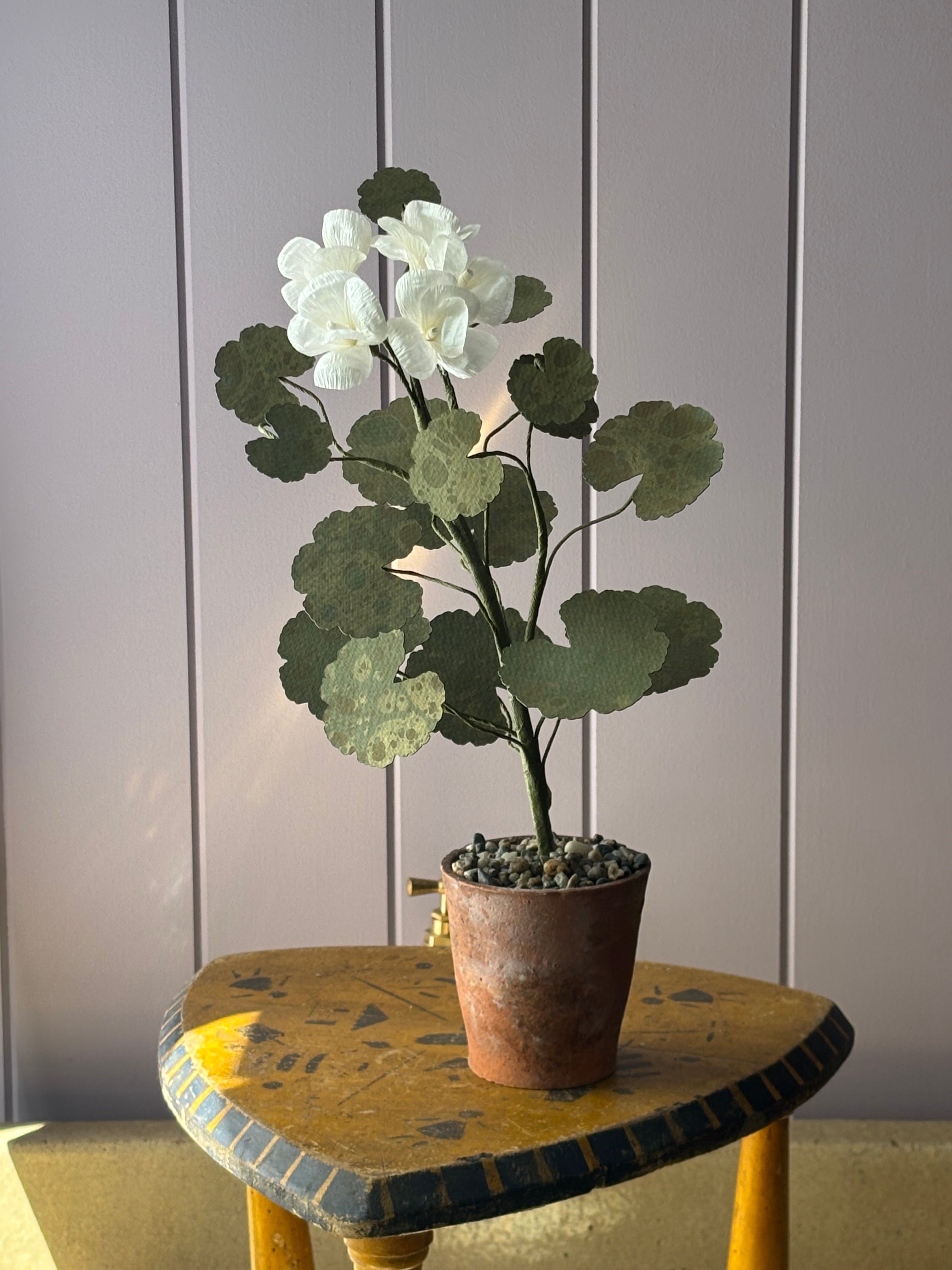 Paper geranium