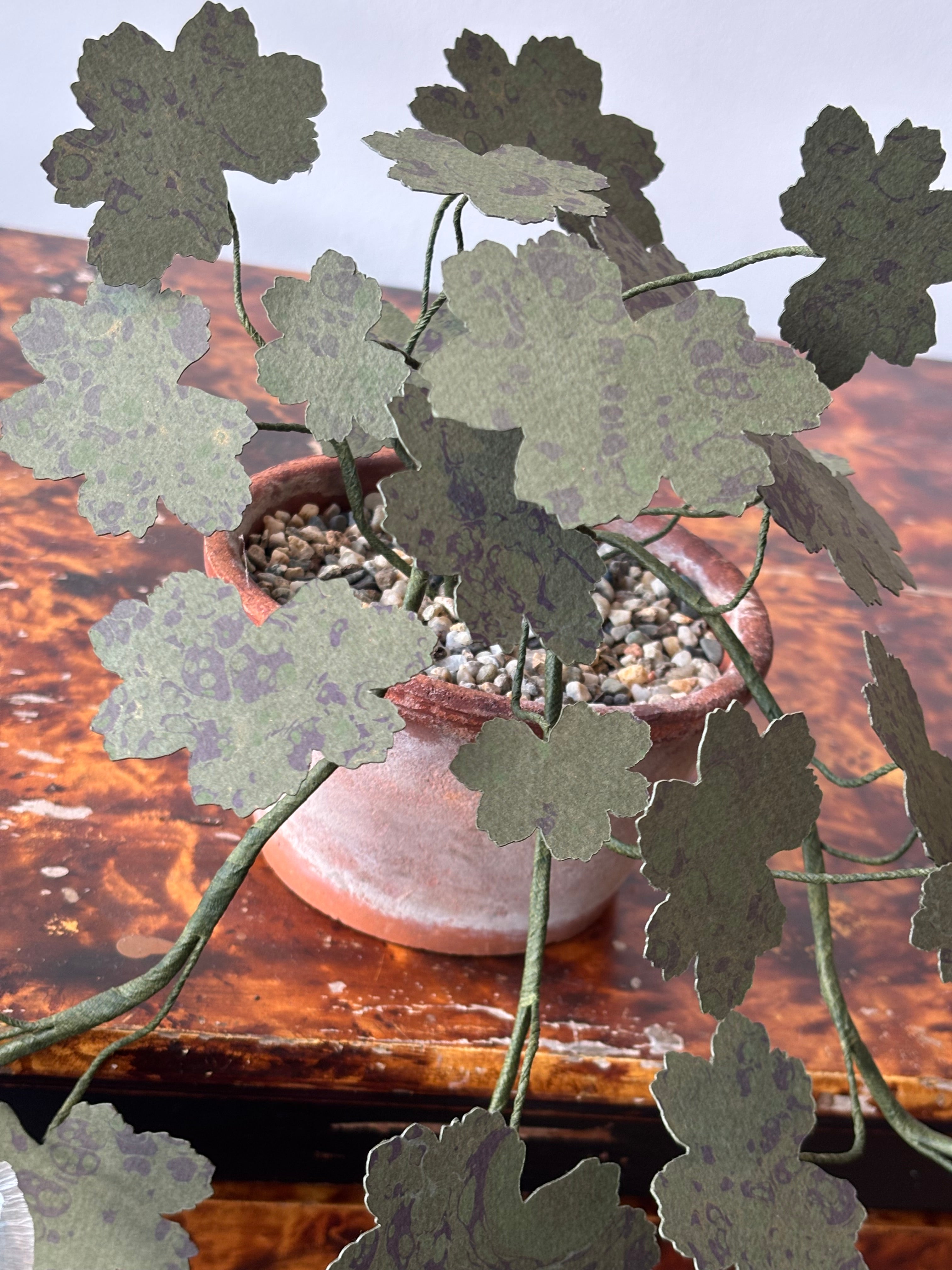 Paper hardy Geranium, trailing