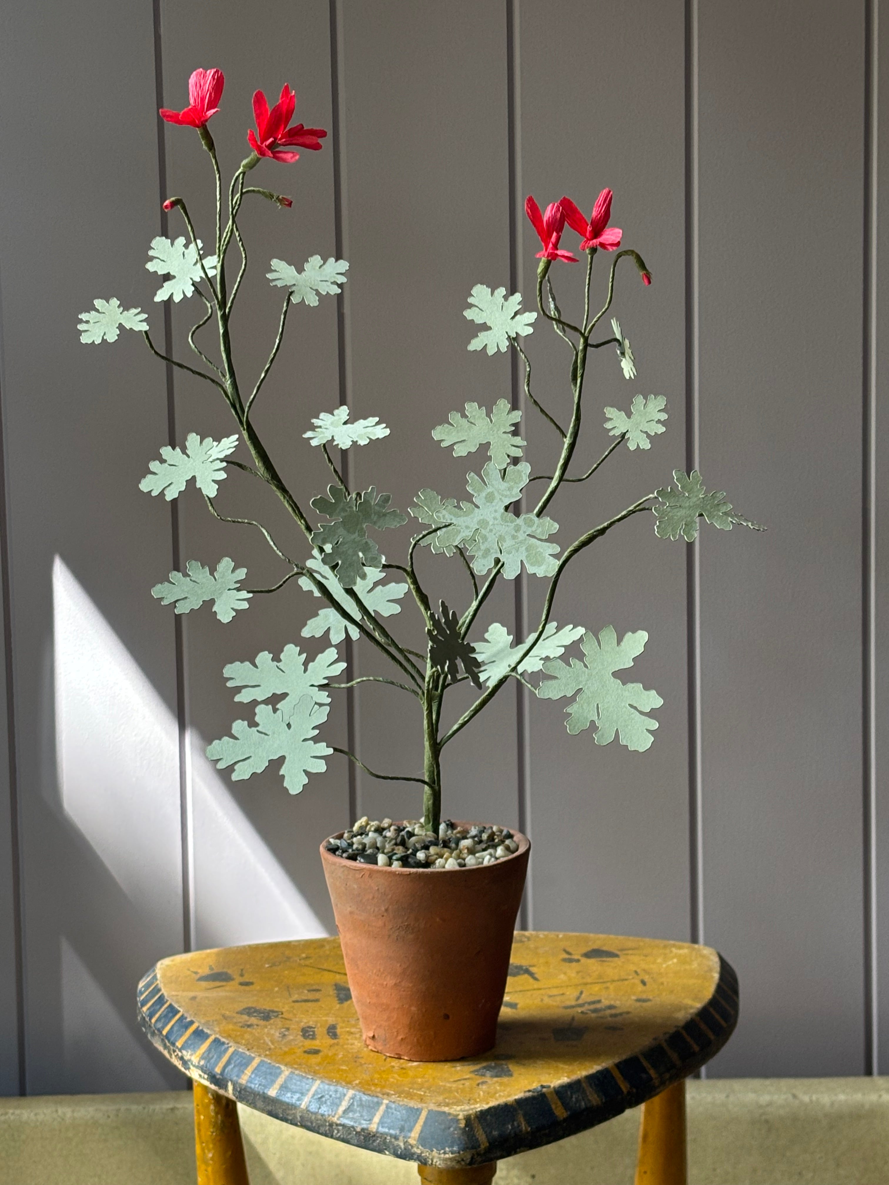 Paper geranium